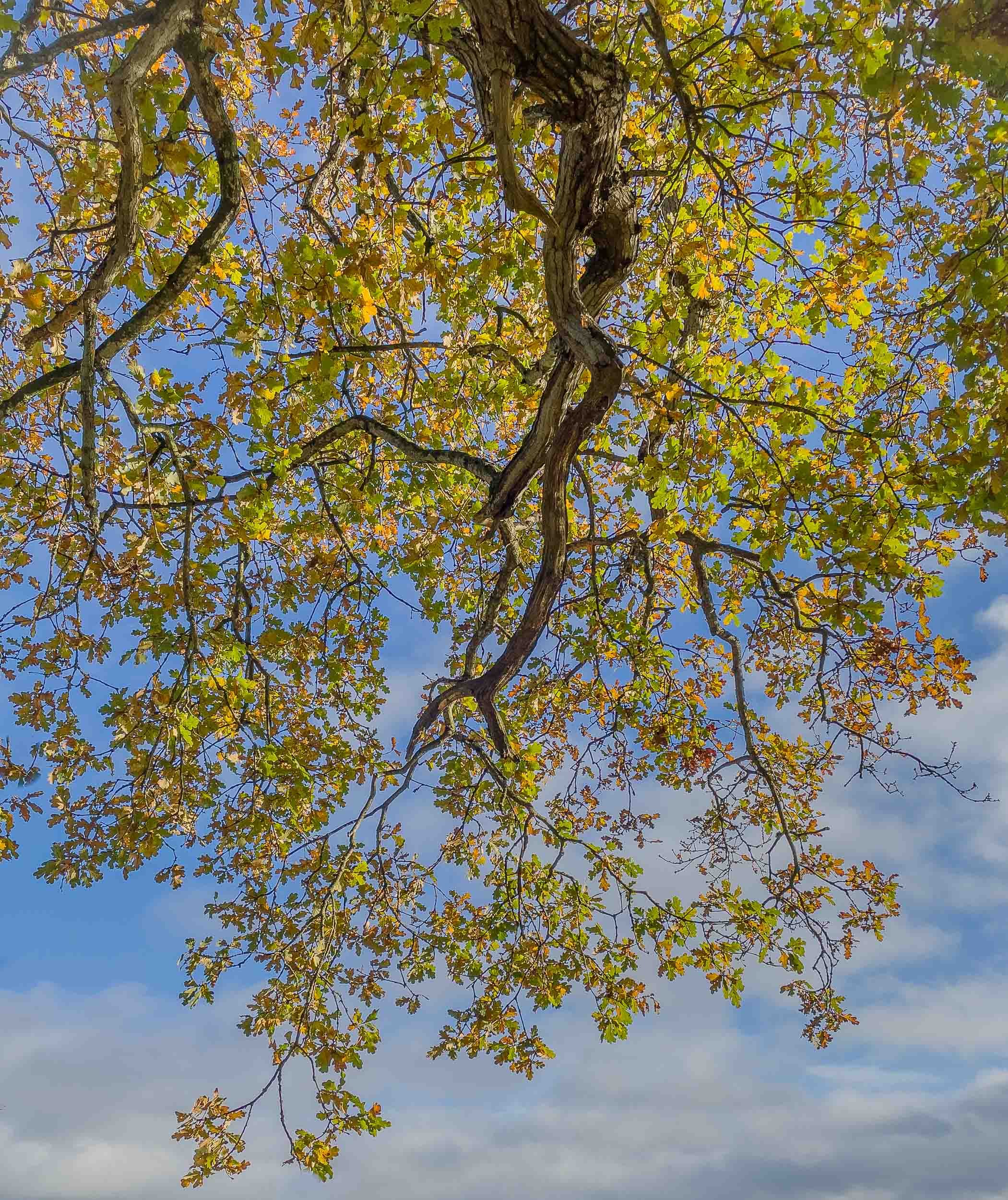 Sky Branch