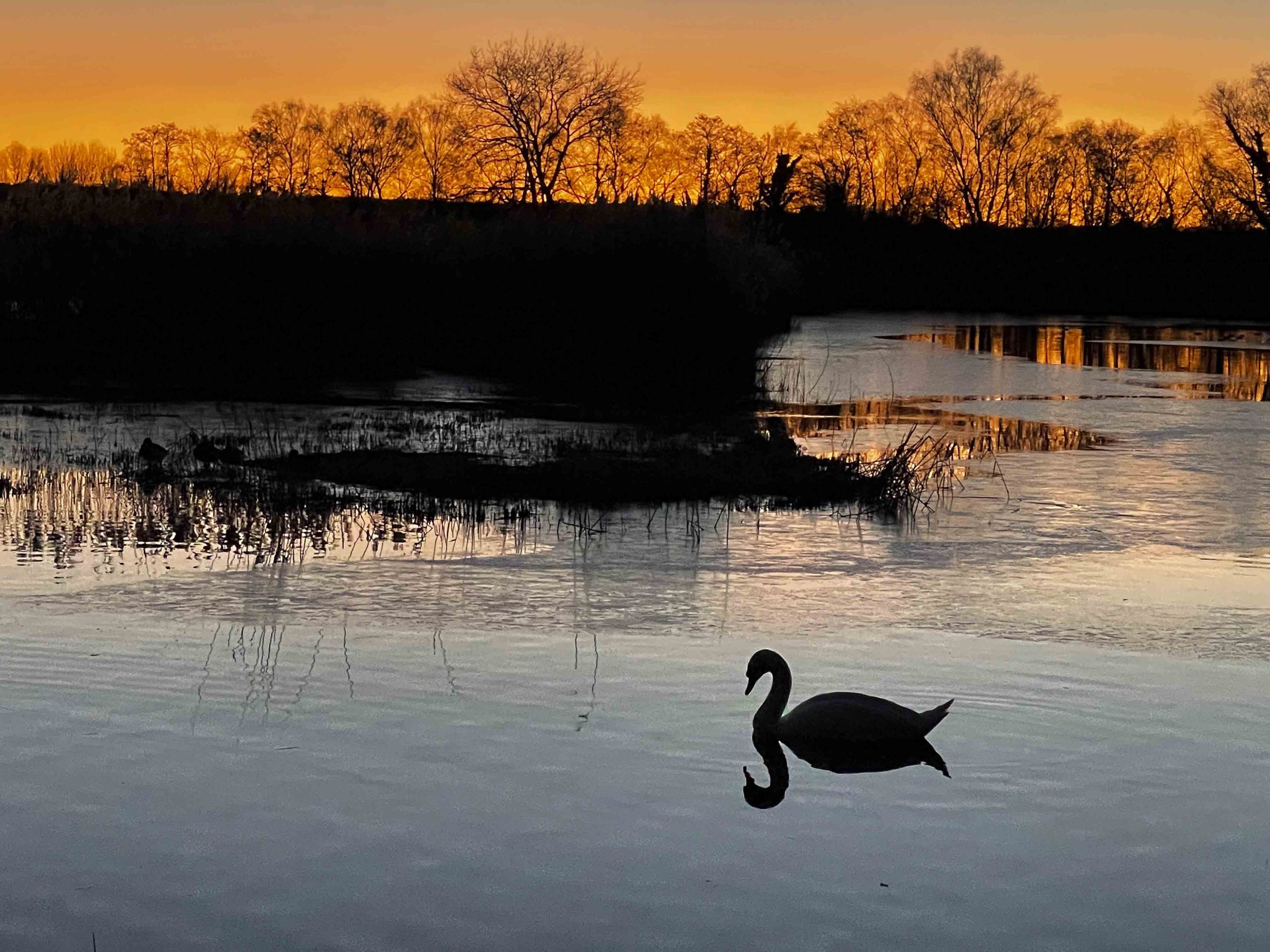 A Ham Wall Swan Sunset
