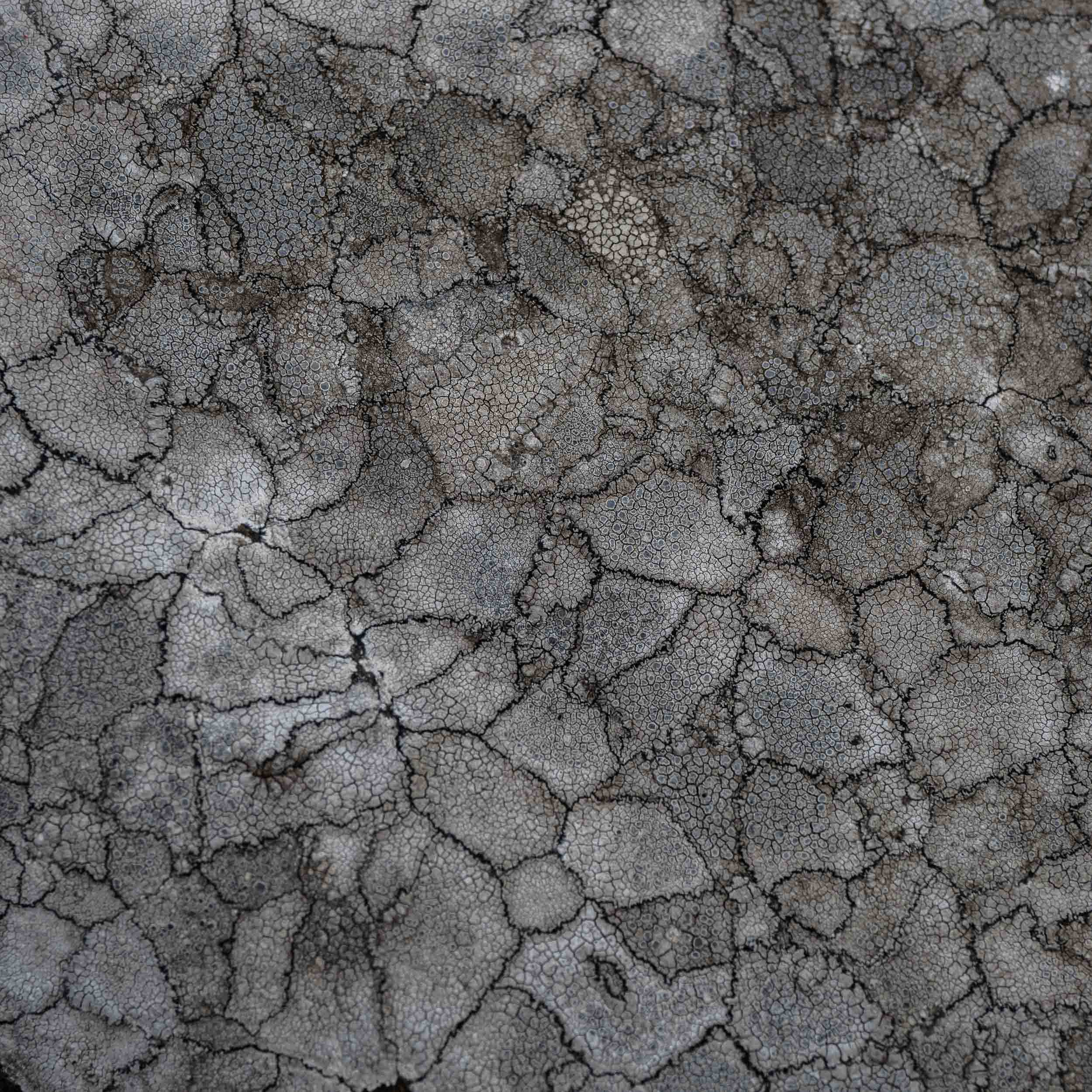 Lichen patterns on Dunstanburgh beach