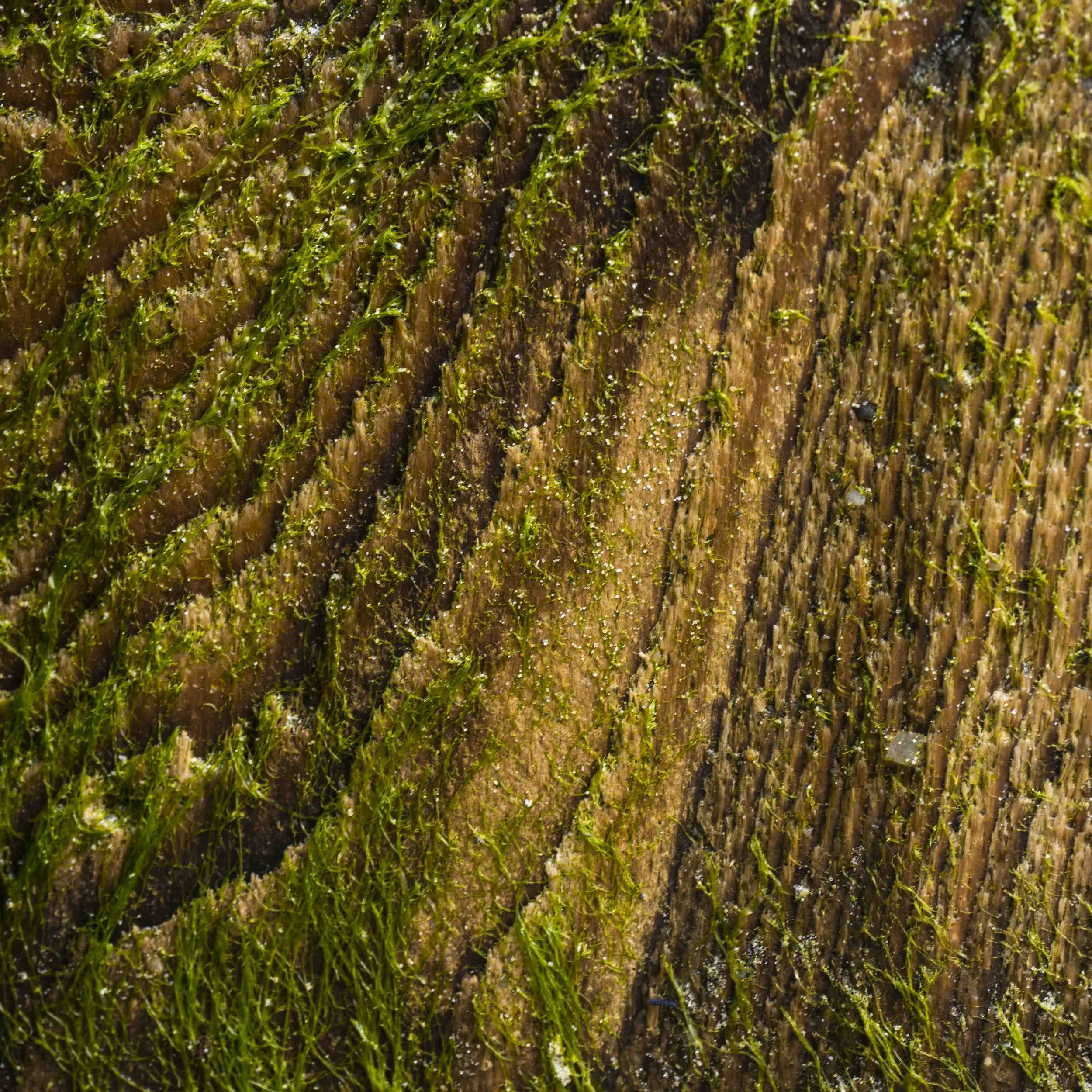 Beach Wood 2