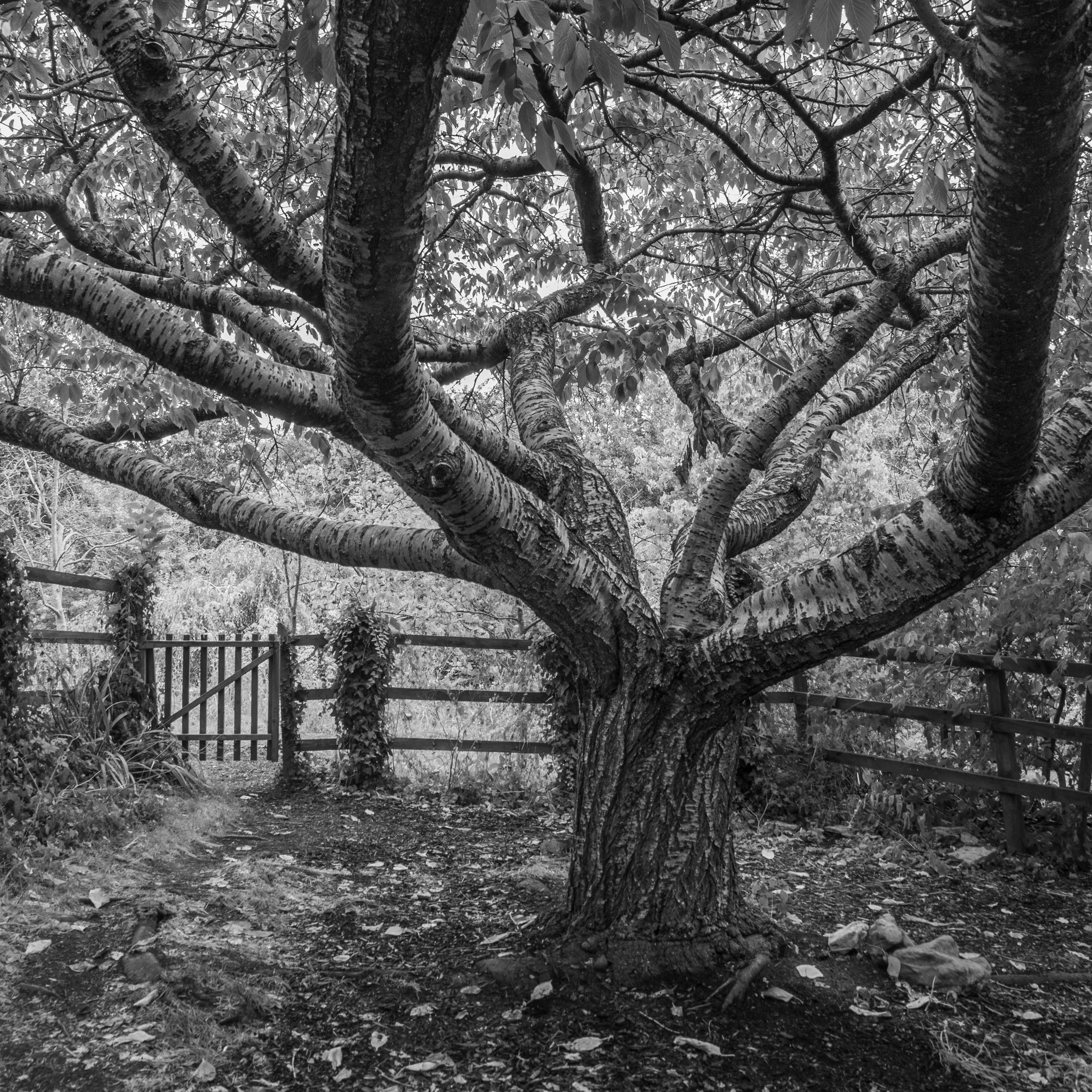 The Sentinel in Mono.jpg