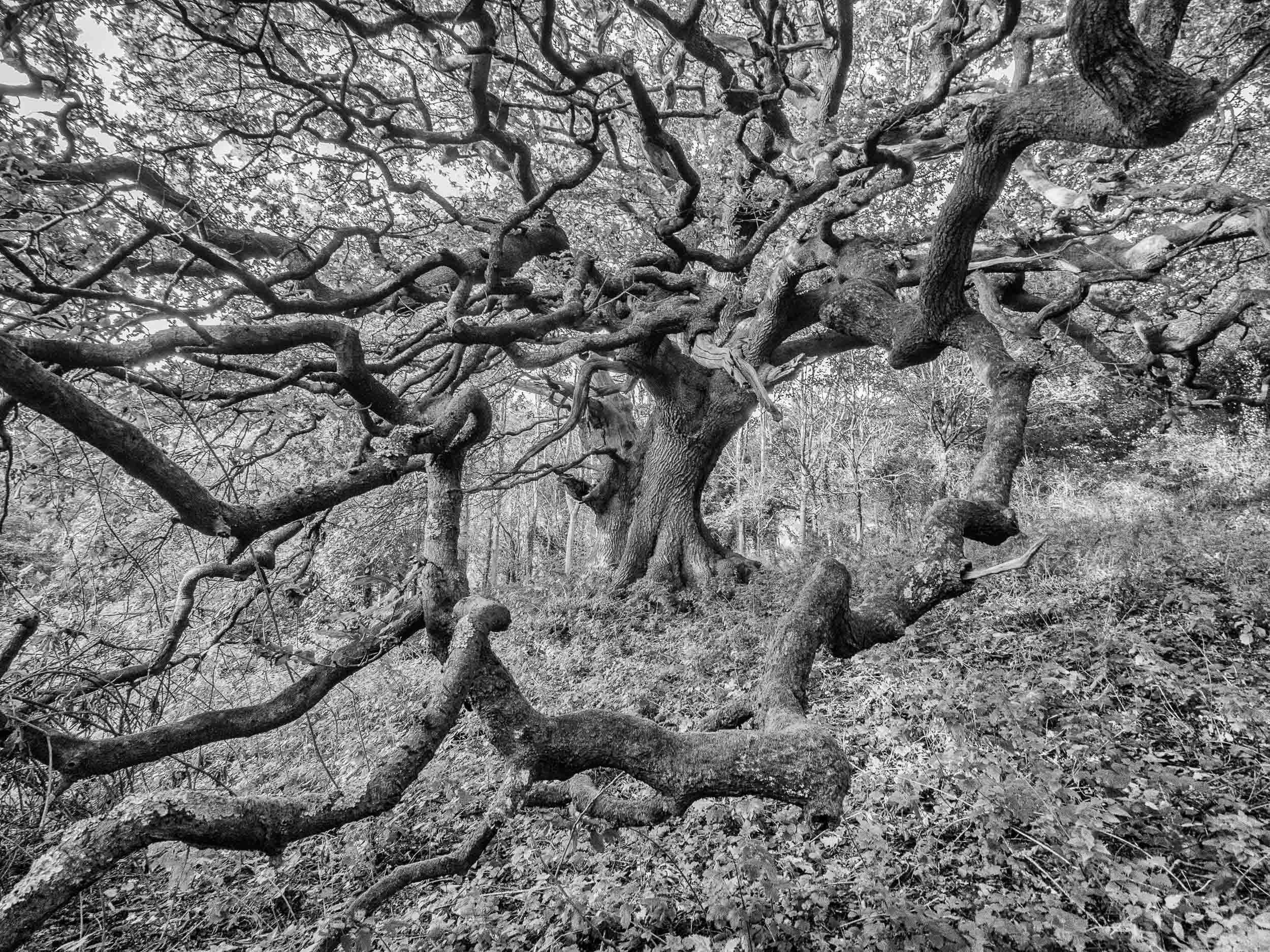The Knapp Oak 2