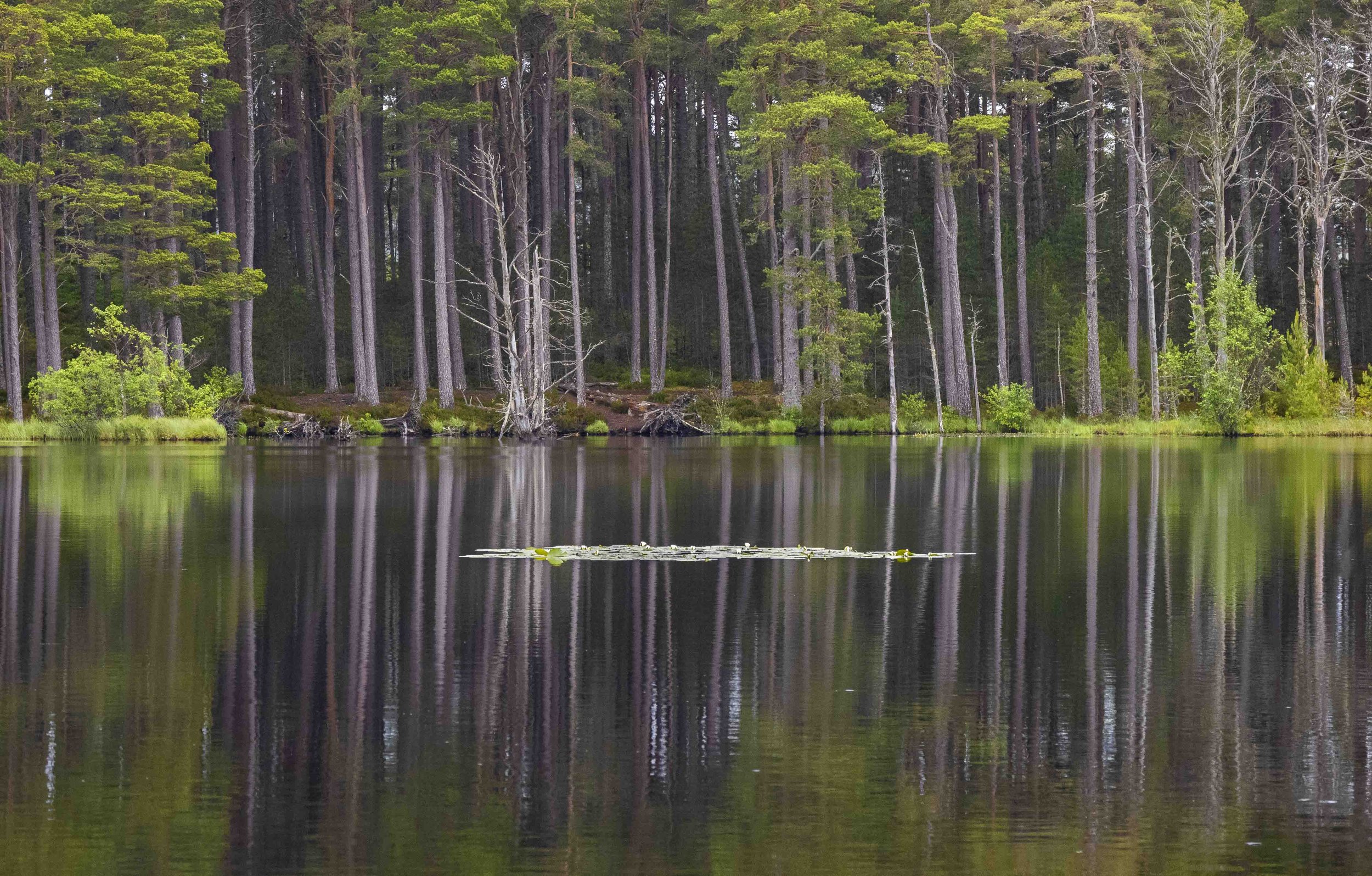 Reflections of Abernethy