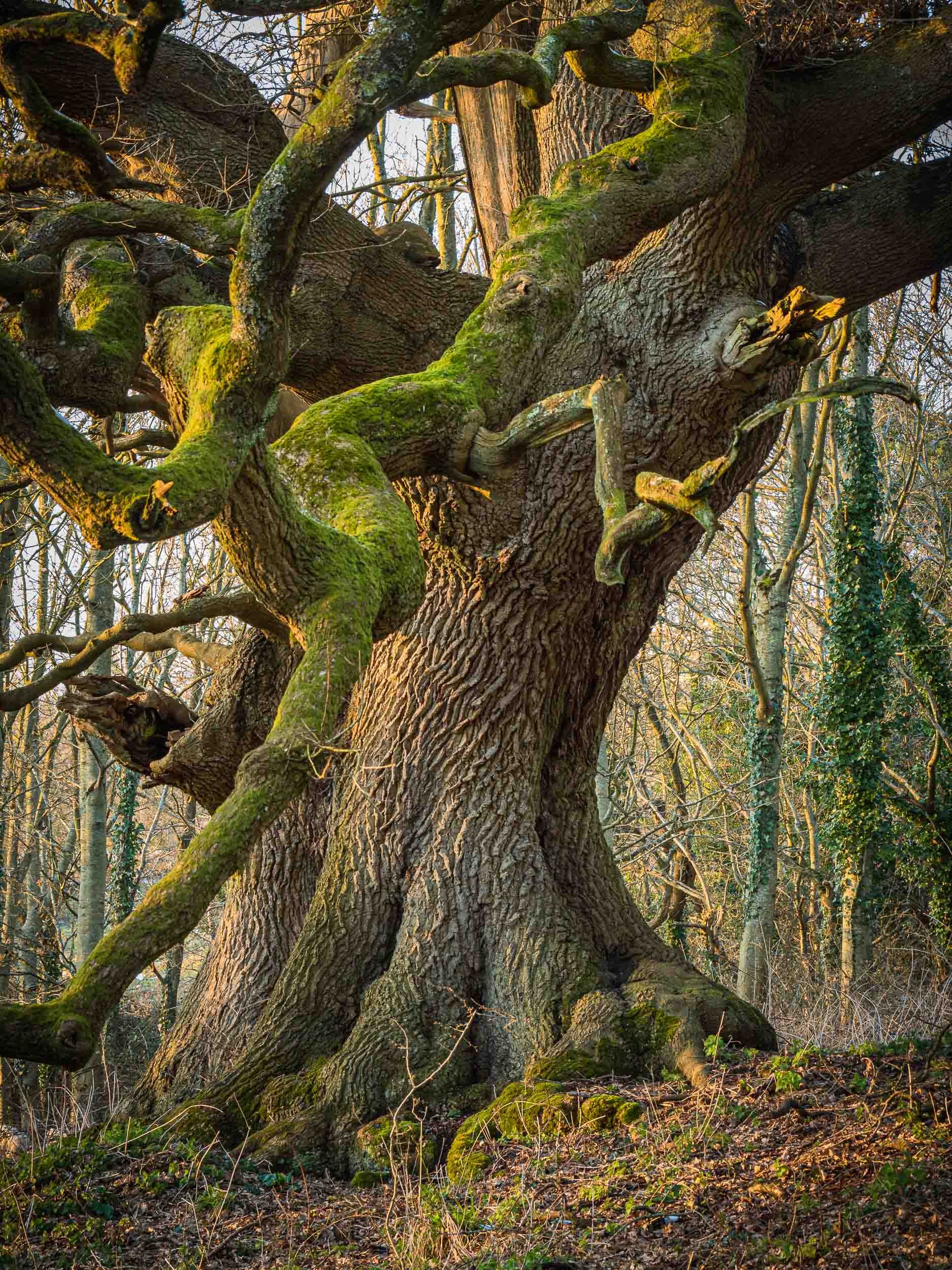 The Elephant Oak