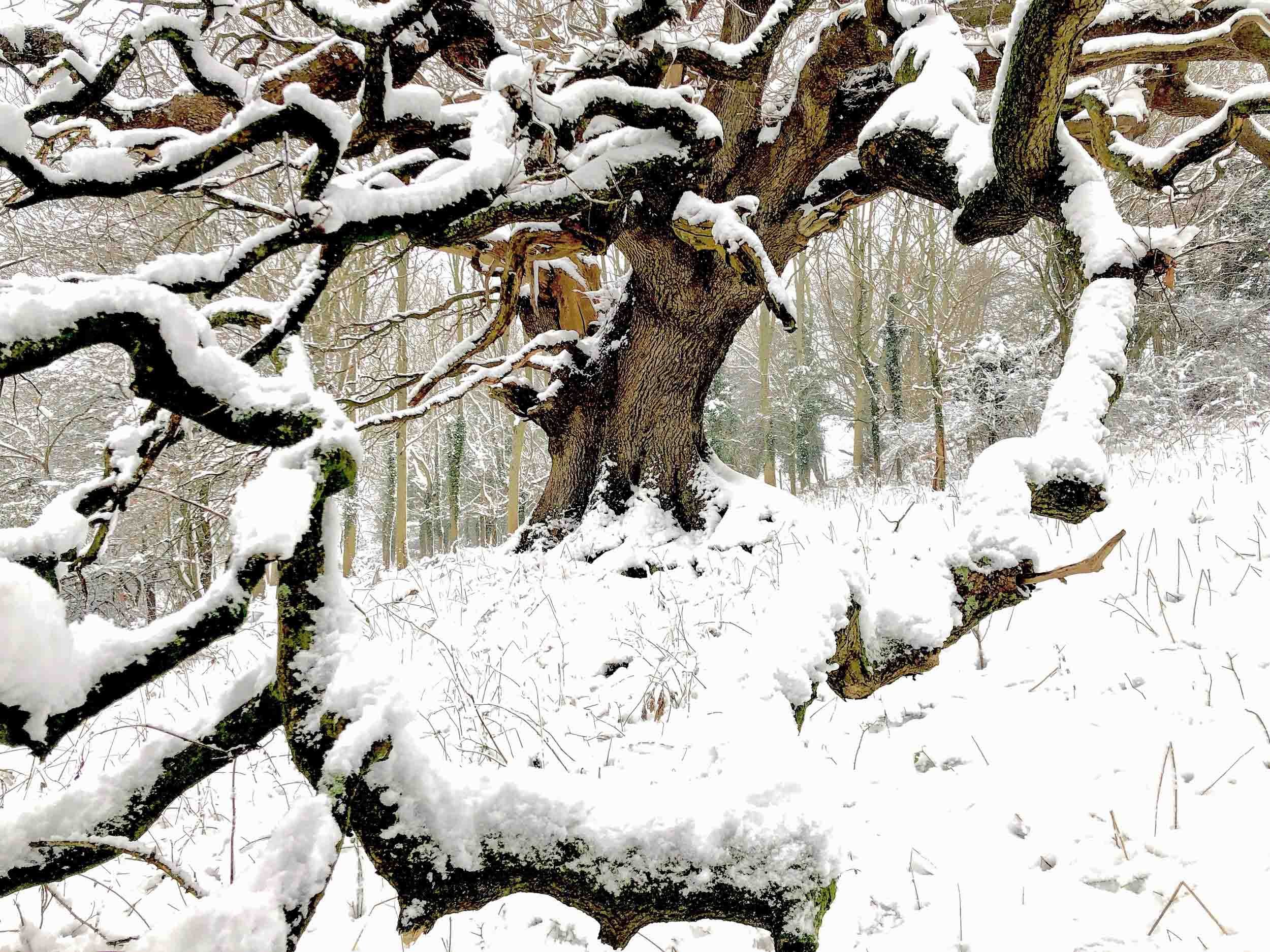 The Knapp Oak