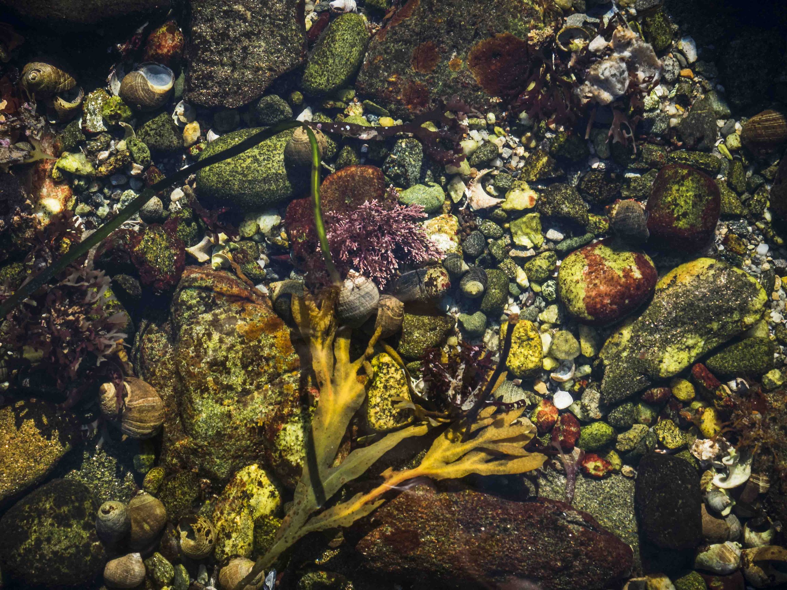 Rachel Carson's Sea Pool
