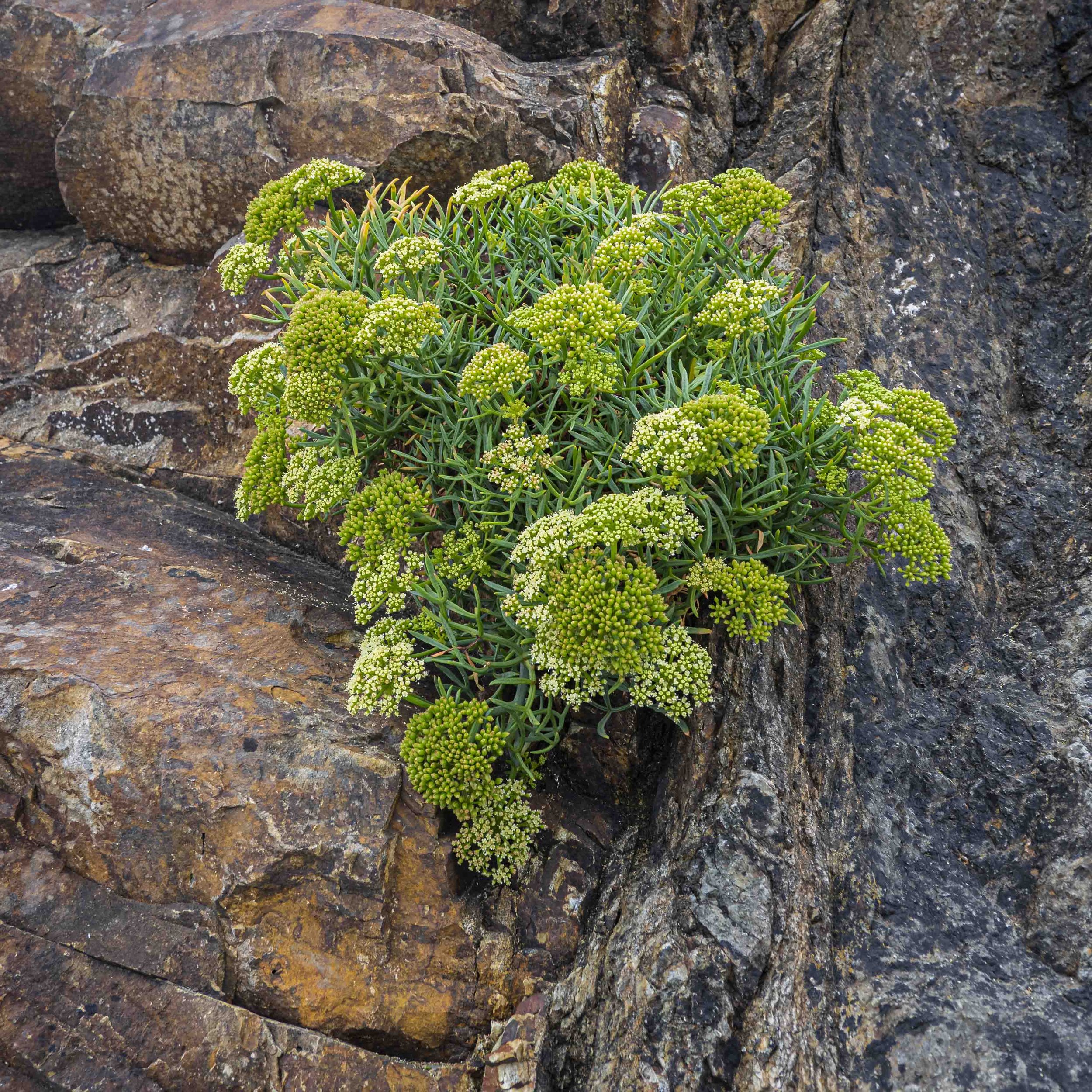 Samphire