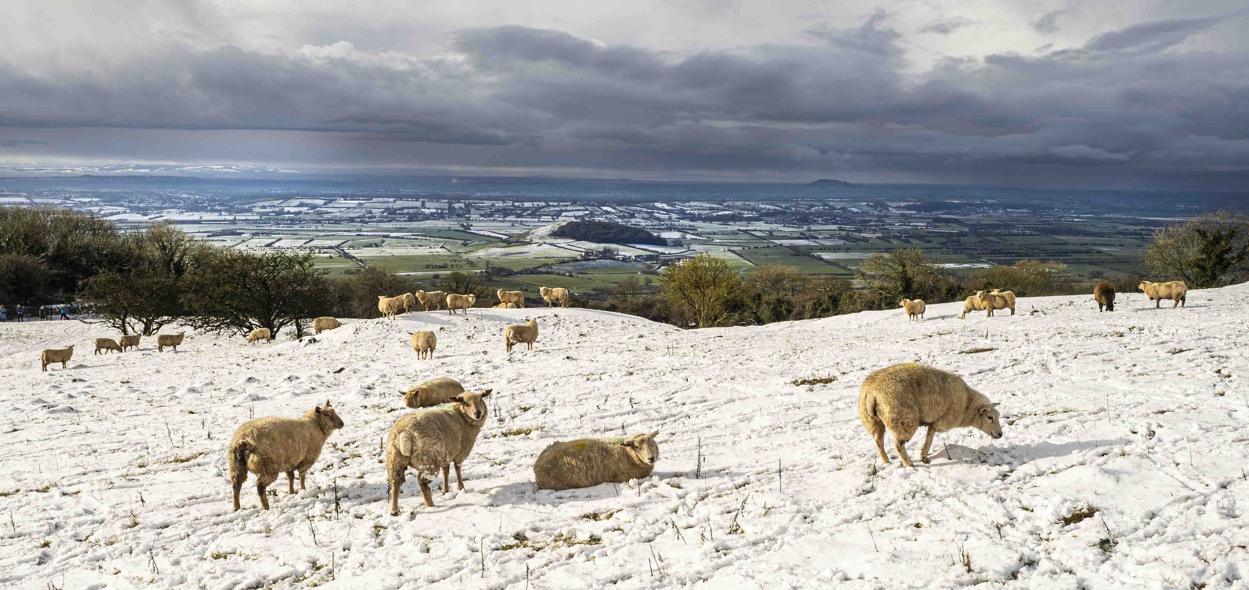 Winter Grazing on Stoke Camp