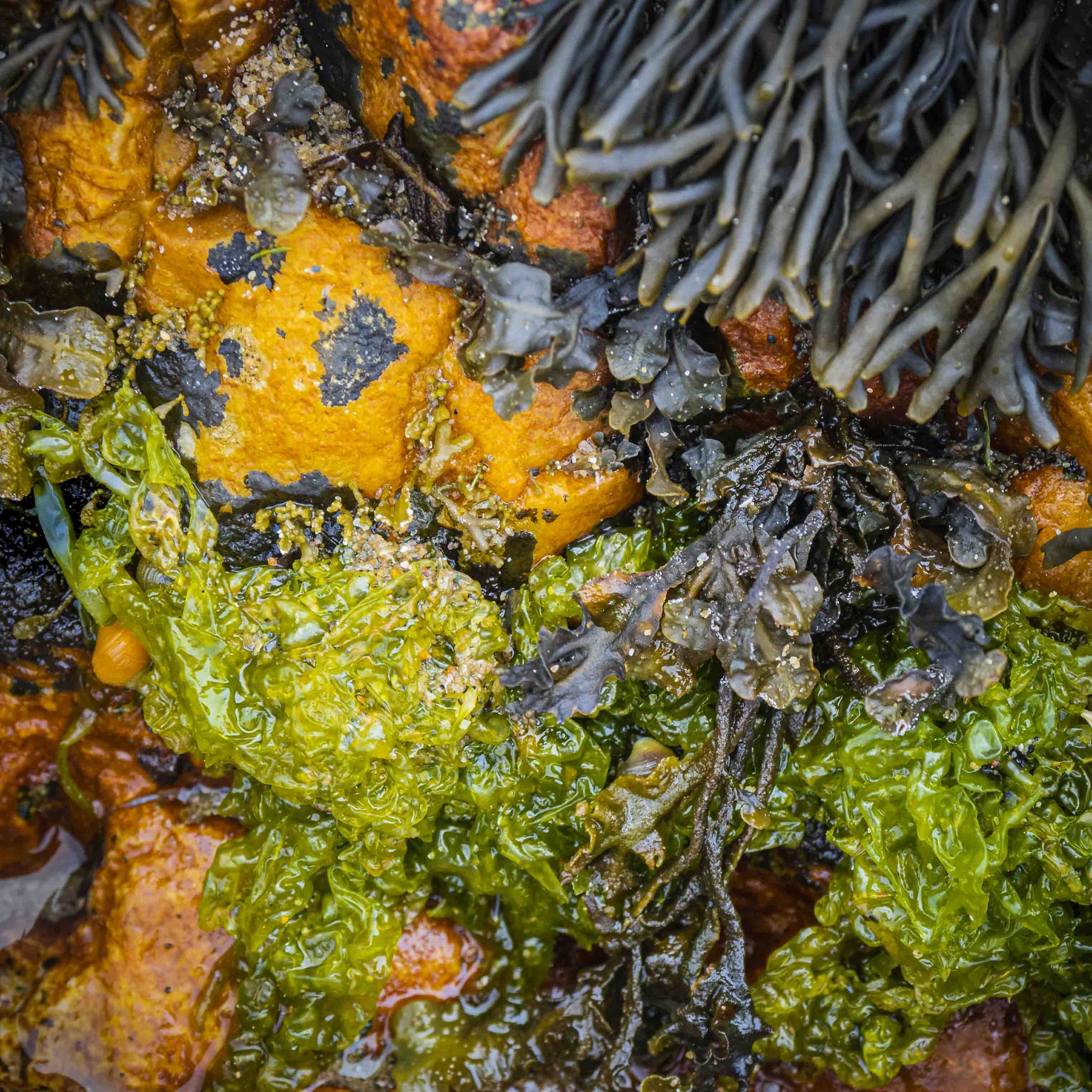 Seaweed and Lichen