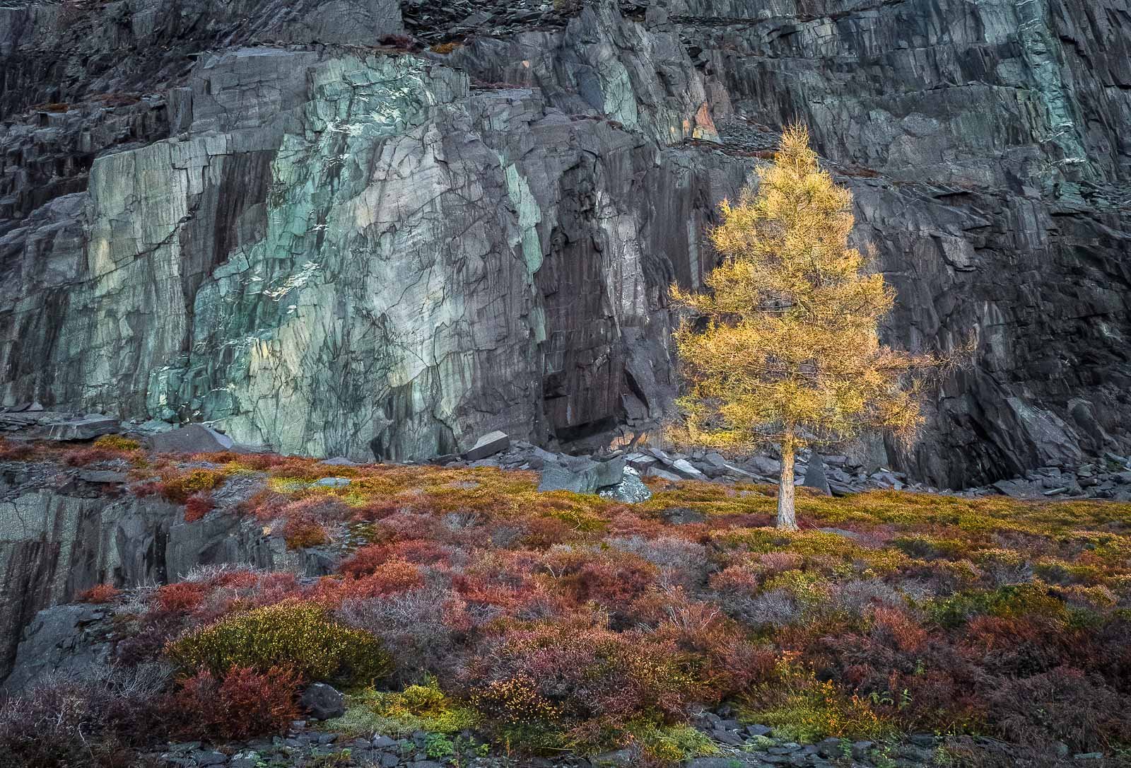 The Dinorwic Larch