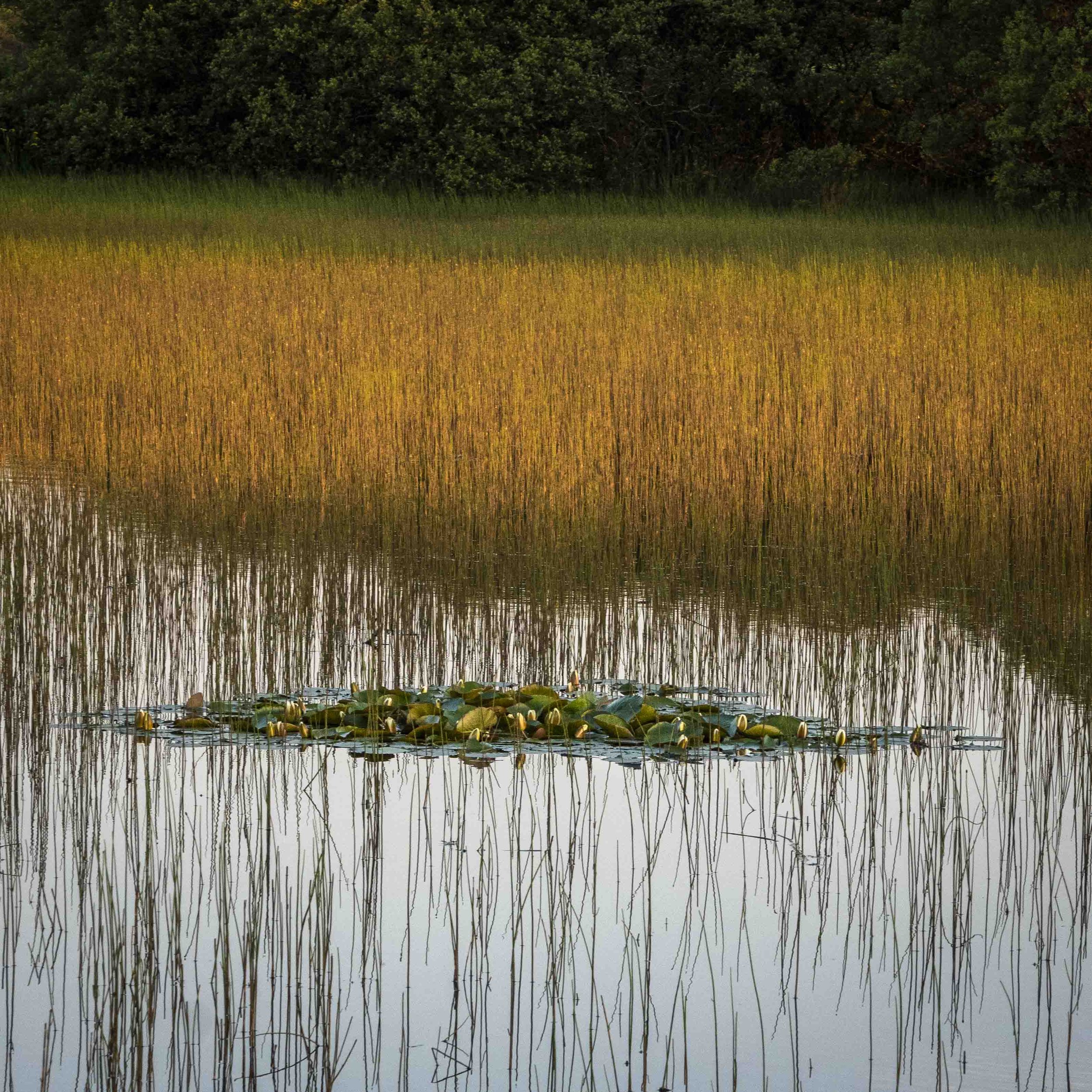 Lilies and Reeds