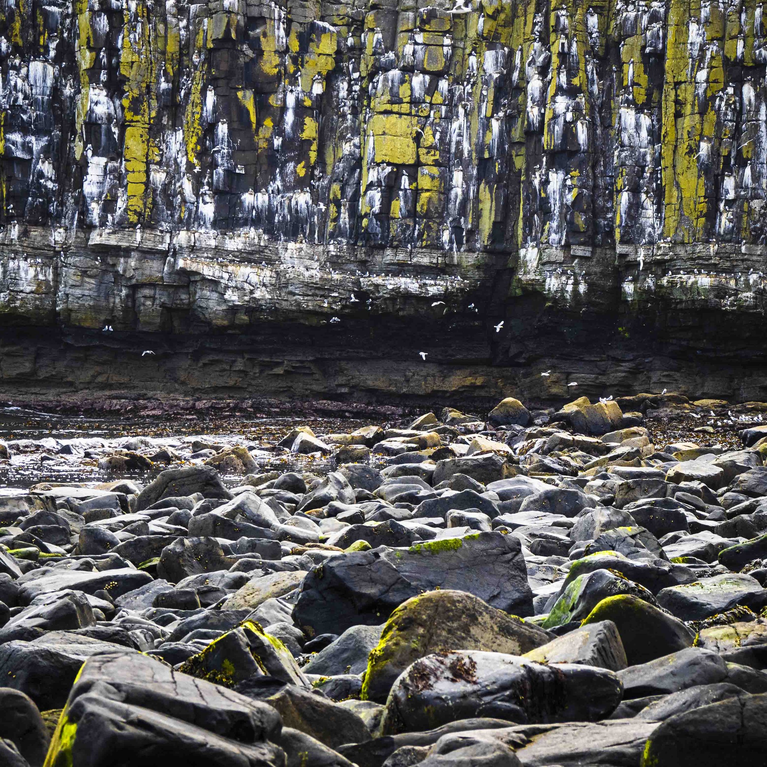 Dunstanburgh Cliffs