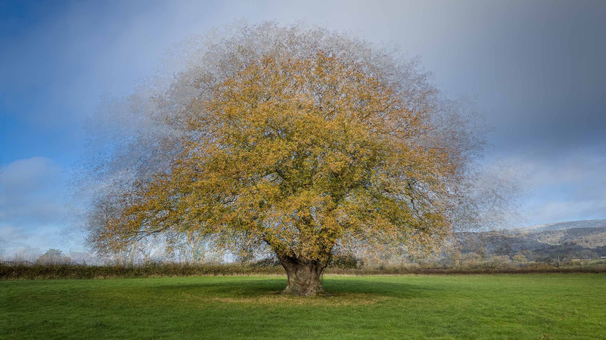 The Tucker Oak