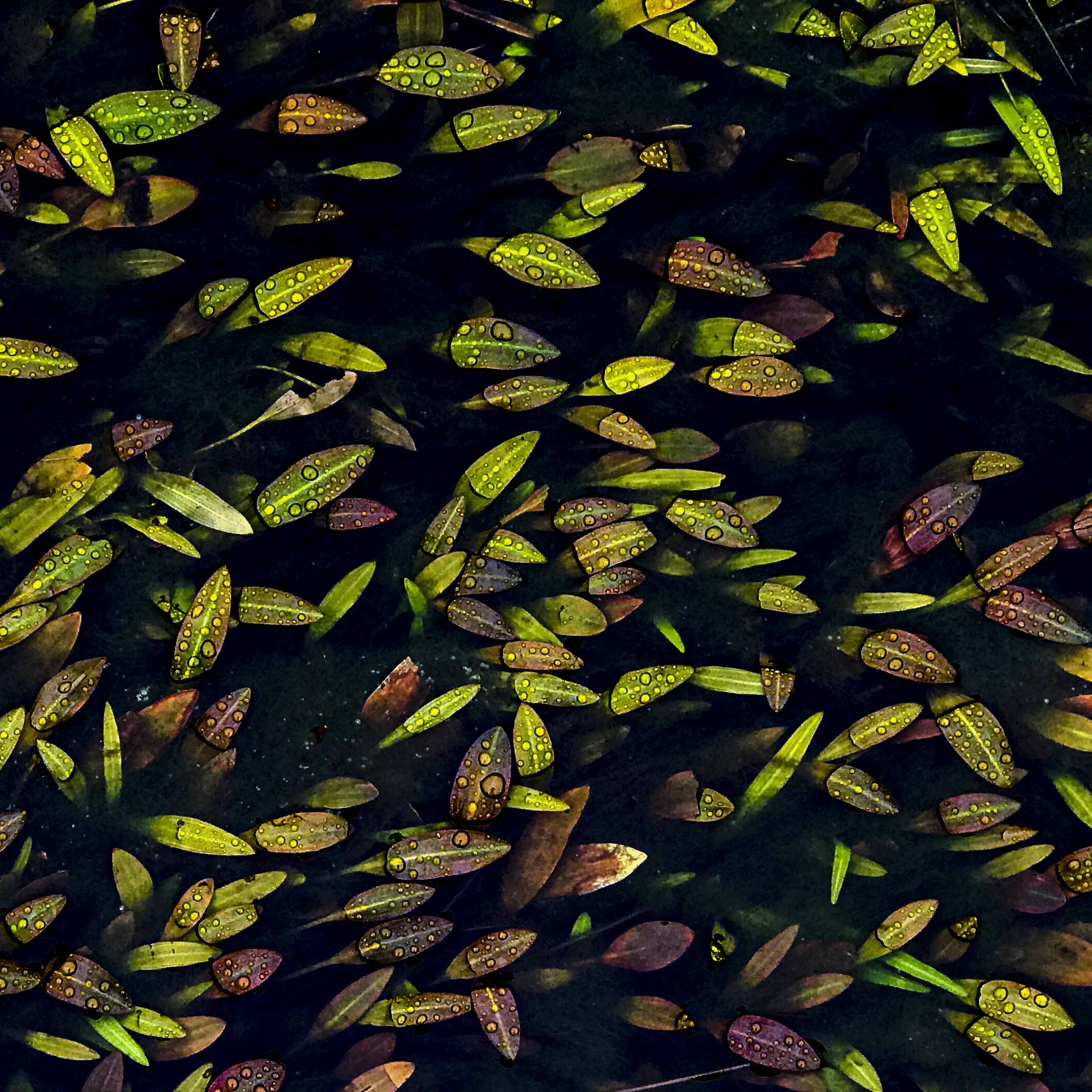 Jewels in the Pond