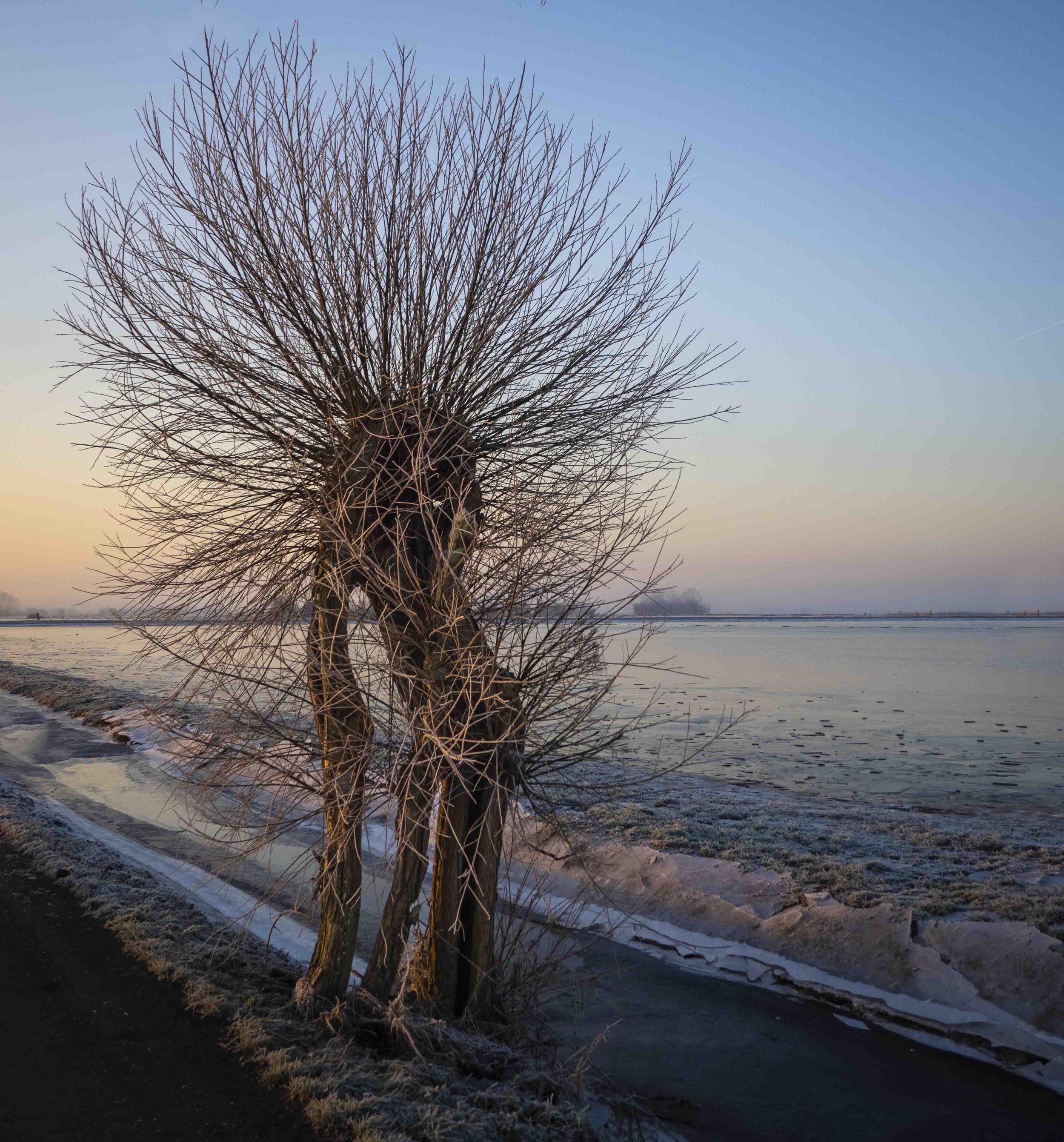The Iced Willow