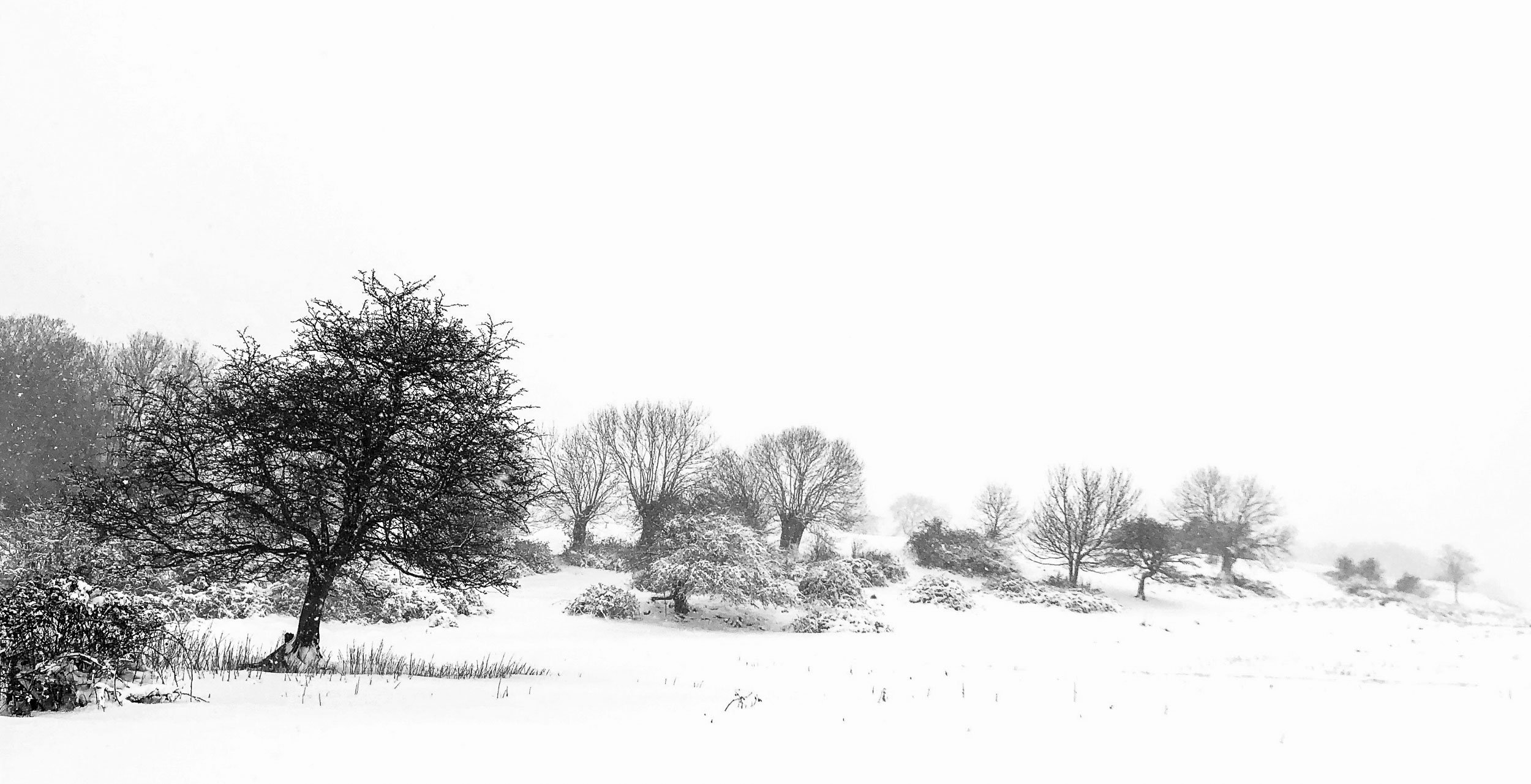 The Lynchet Hedgerow