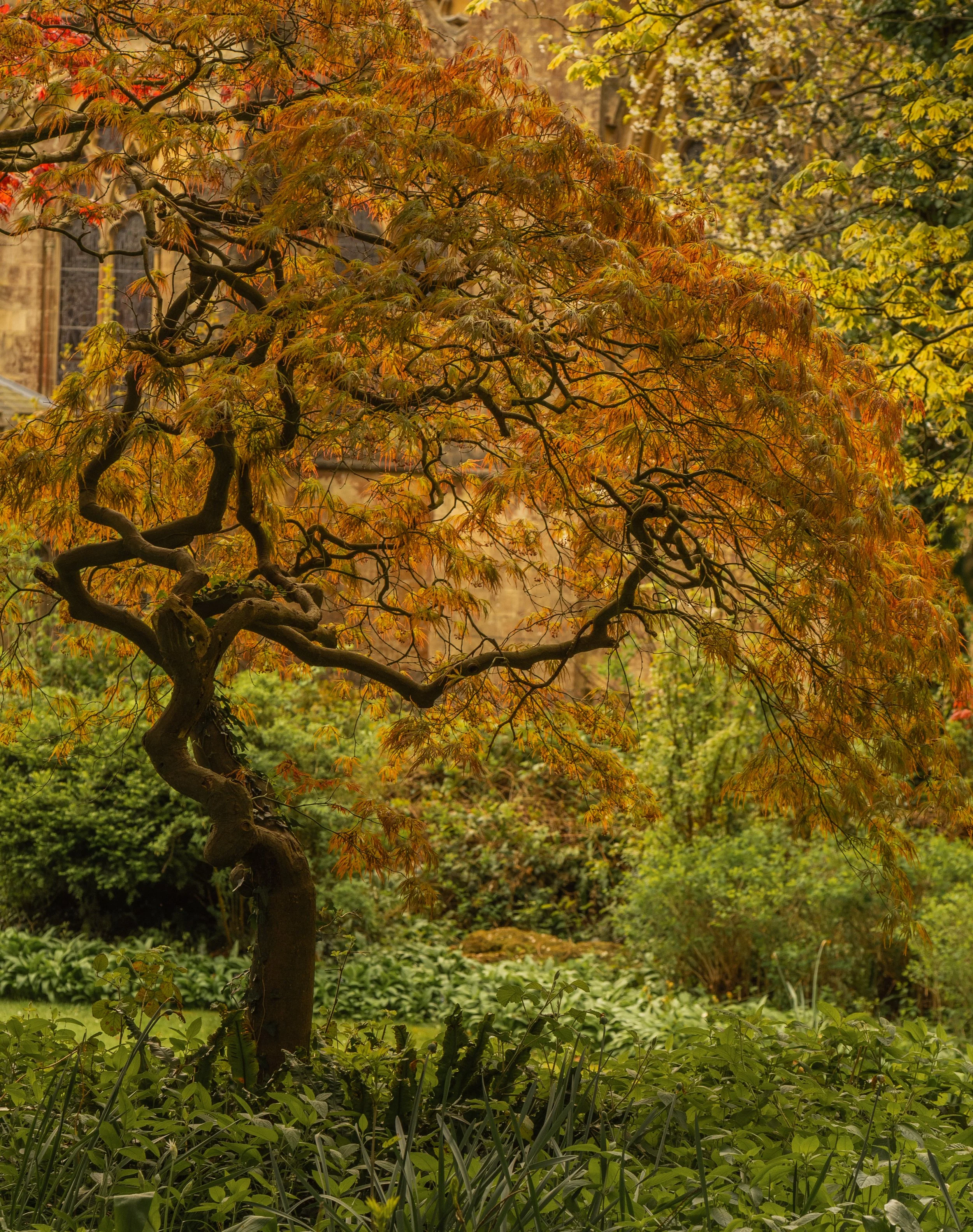 The Twisted Acer