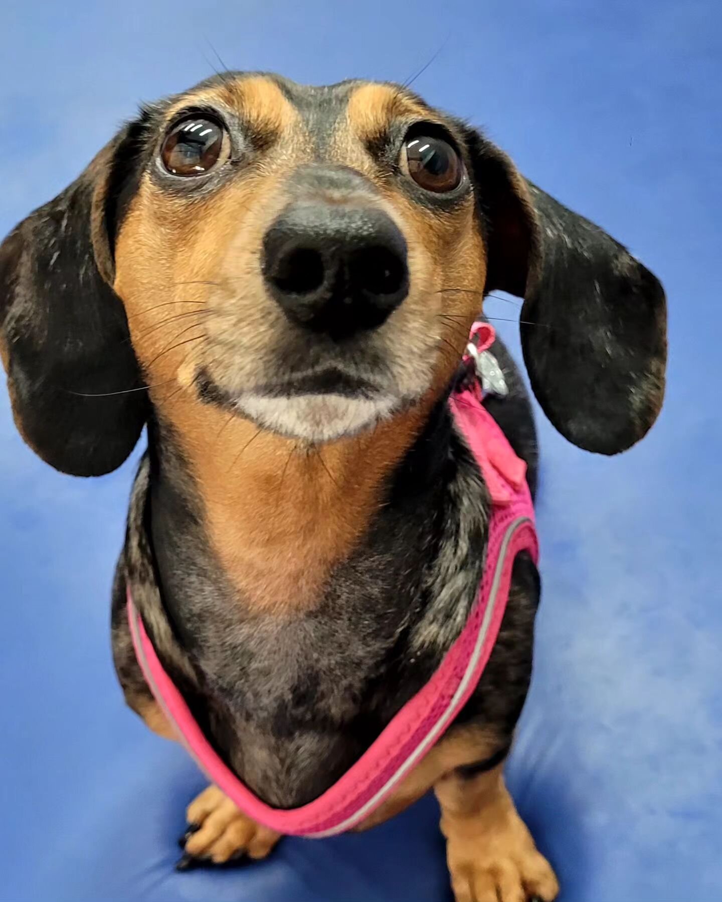 🍪 Cookie 🍪 

This gorgeous girl is Cookie, she has been referred to us to help her get back on her paws following surgery for intervertebral disc disease (IVDD) at @andersonmooresvetspecialists . She is a super happy girly who was very pleased to s