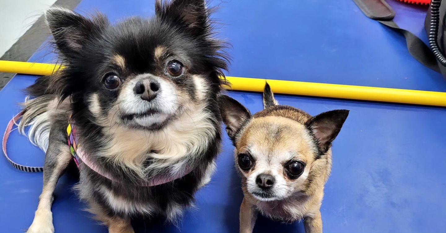 🫛 2 peas in a pod 🫛 

Violet (left) and Daisy (right) are two fabulous chihuahuas both owned by the same family

Violet has recently undergone patella stabilisation surgery at @mooresortho is 2 weeks post op and has just started physiotherapy to en