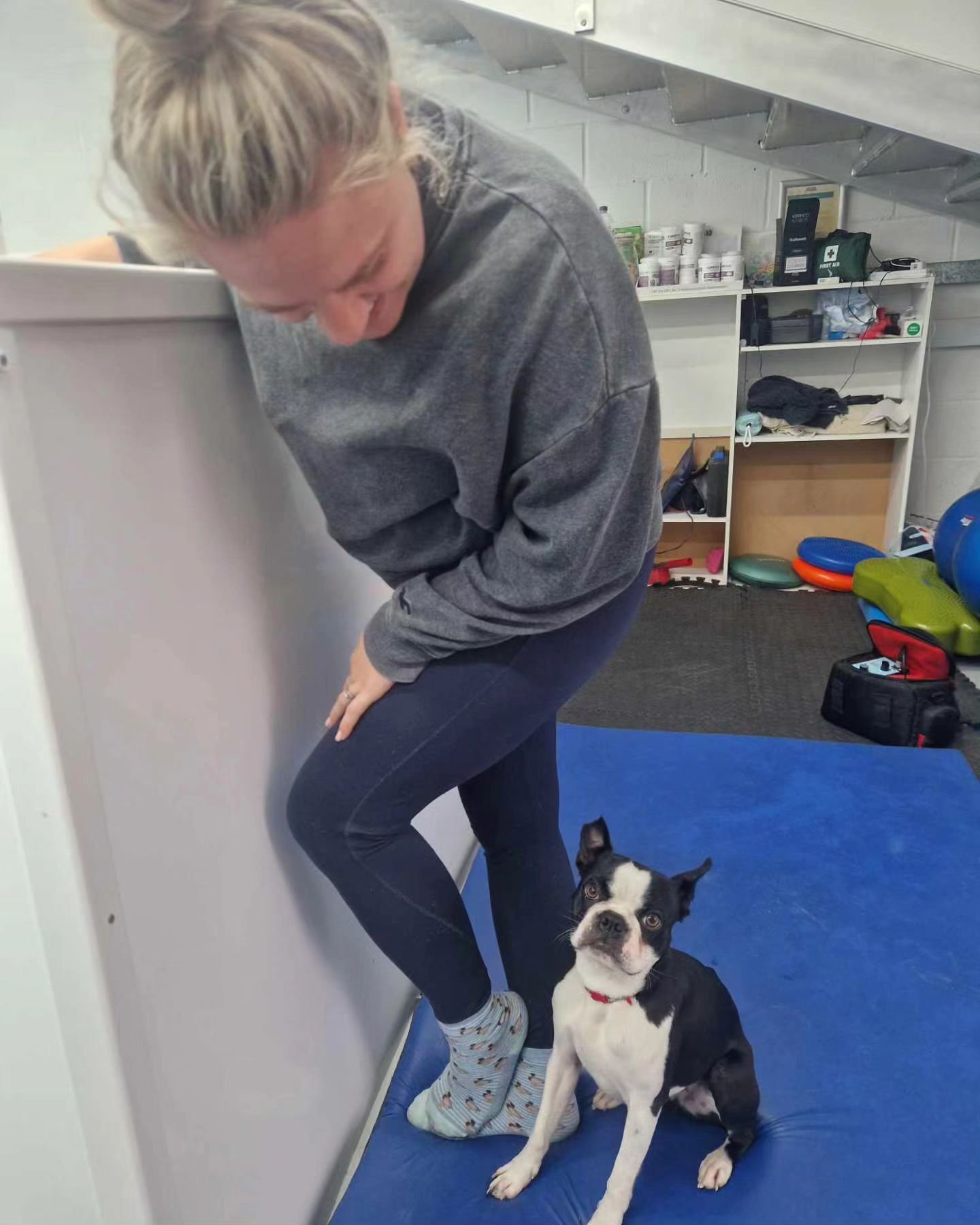 When it comes to home time after your session but you'd actually be happy to stay for physio all day.. 😆 

.
.
.
.
.
#bostonterrier #physiotherapy #hydrotherapy #rehabilitation
#flyball #veterinaryphysiotherapy