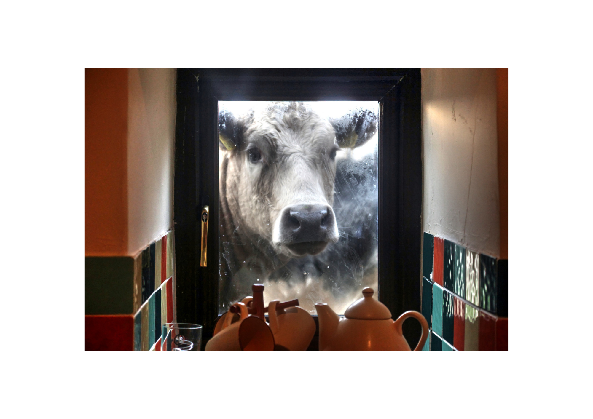 Curious Cow.png