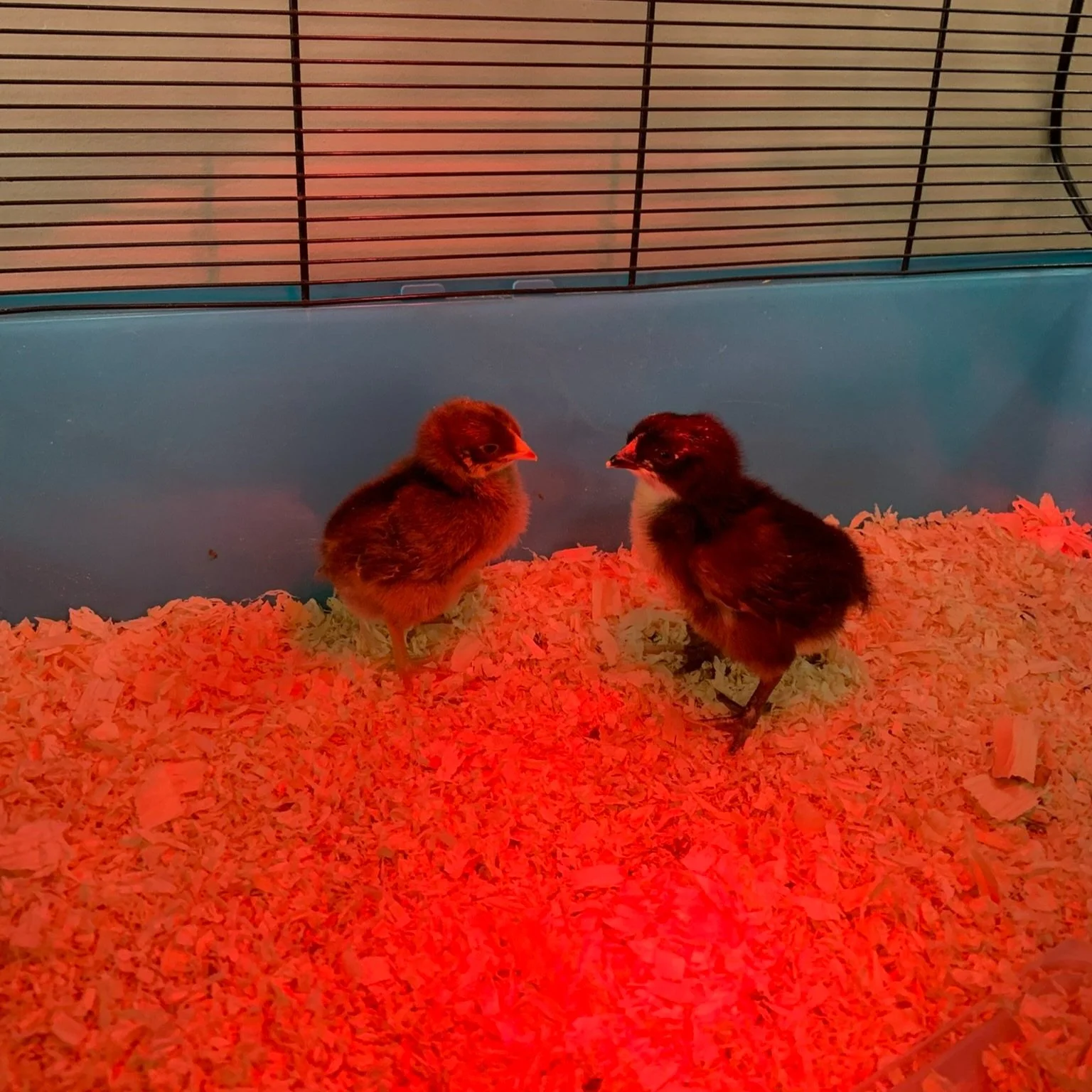 Hatching Chicks at Eden Early Years — Eden Early Years
