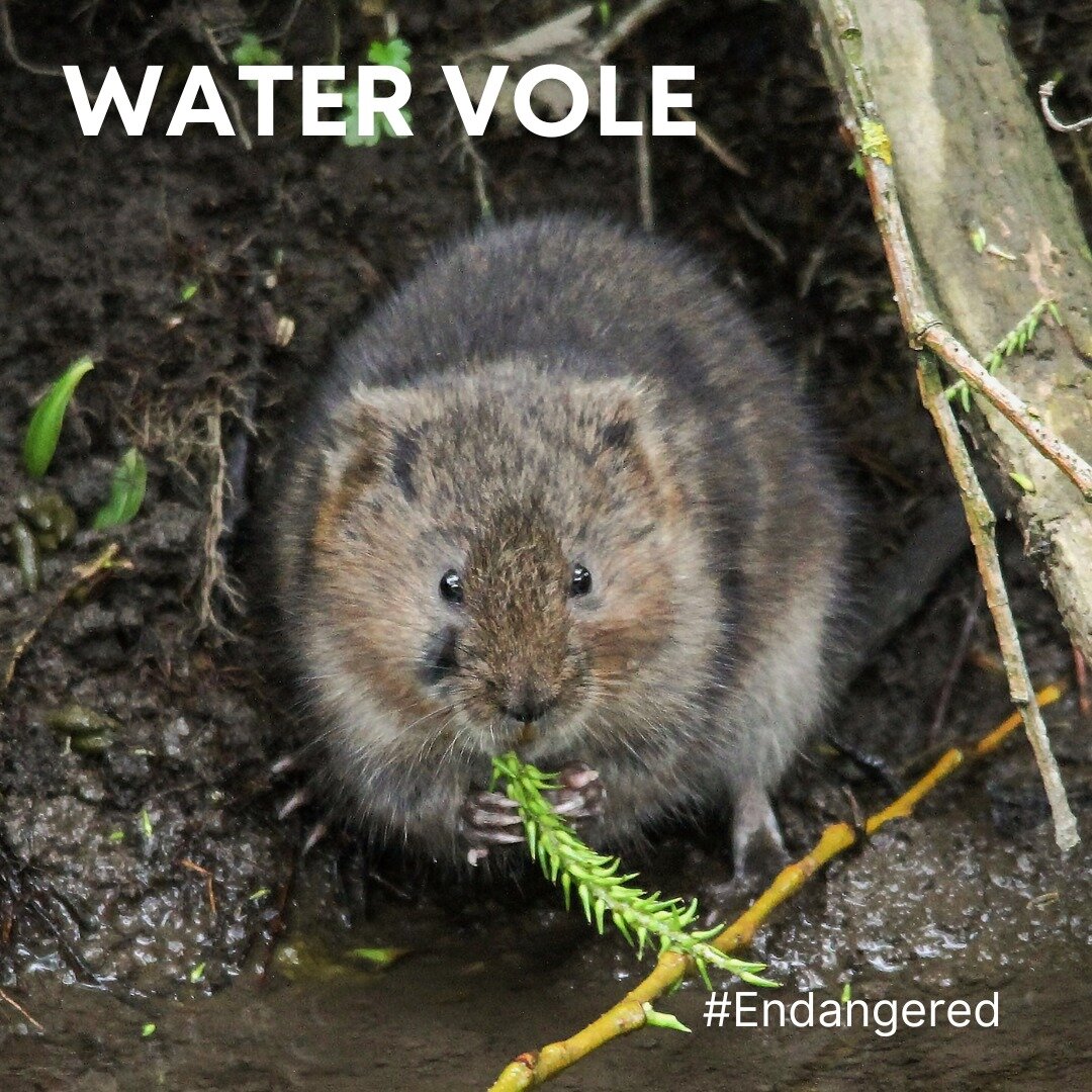 The water vole is our fastest declining mammal.
The water vole was once common in our streams, brooks, rivers, canals and wetlands, there were 8 million of them in the early 1900&rsquo;s, Now there are only about 100,000 of them. 
Water voles are eco