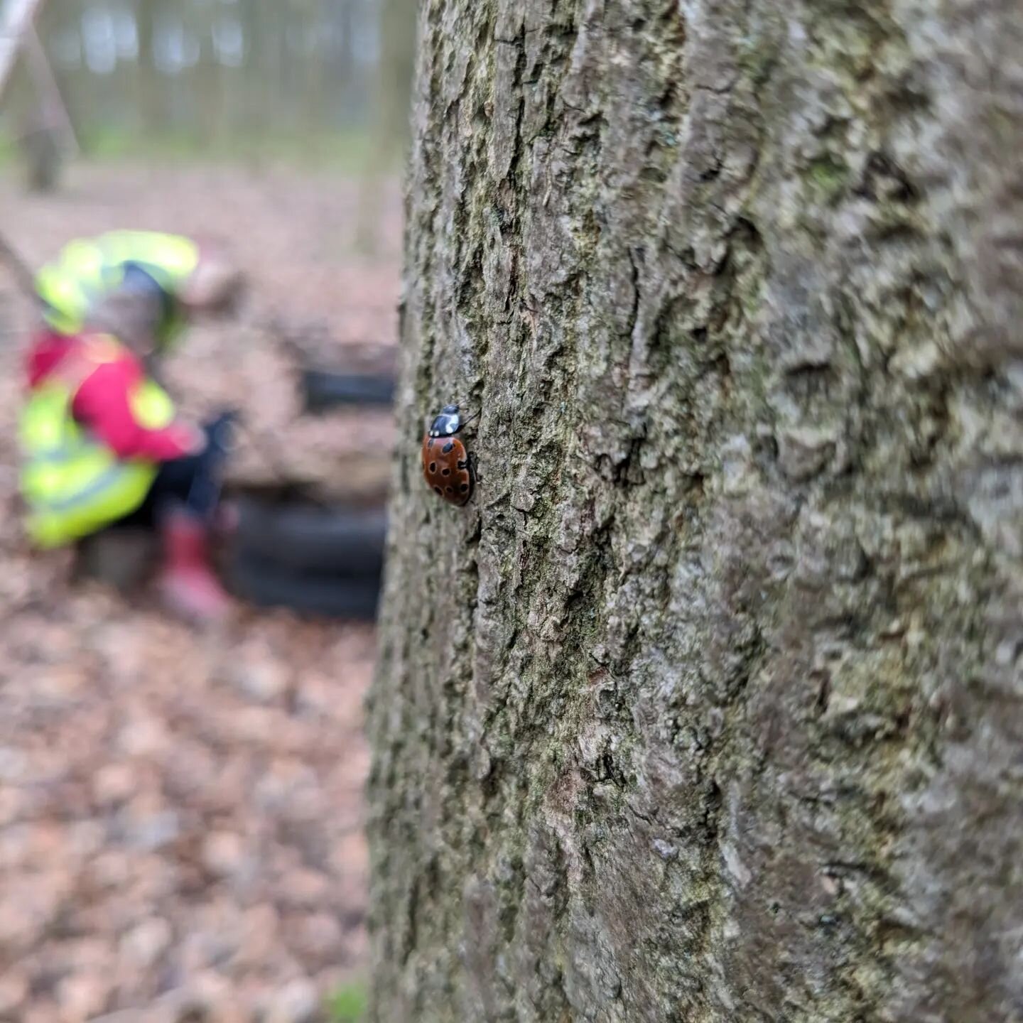 Another great day at Ledston.
Lots of exploring and inquisitiveness. Big worms were found, we looked in holes, tried to follow a mole and spotted this ladybird climbing a tree.

#outdoors #learning #outdoorlearning #primaryeducation #schooltrip #outd