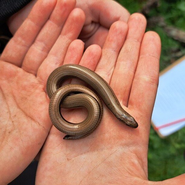 We had 60 Y5 children out on the @woodhallestate today. The children were delighted to find a slow worm and enjoyed completing a quiz with facts from the 14 information boards. The sun shone! #outdoorlearning