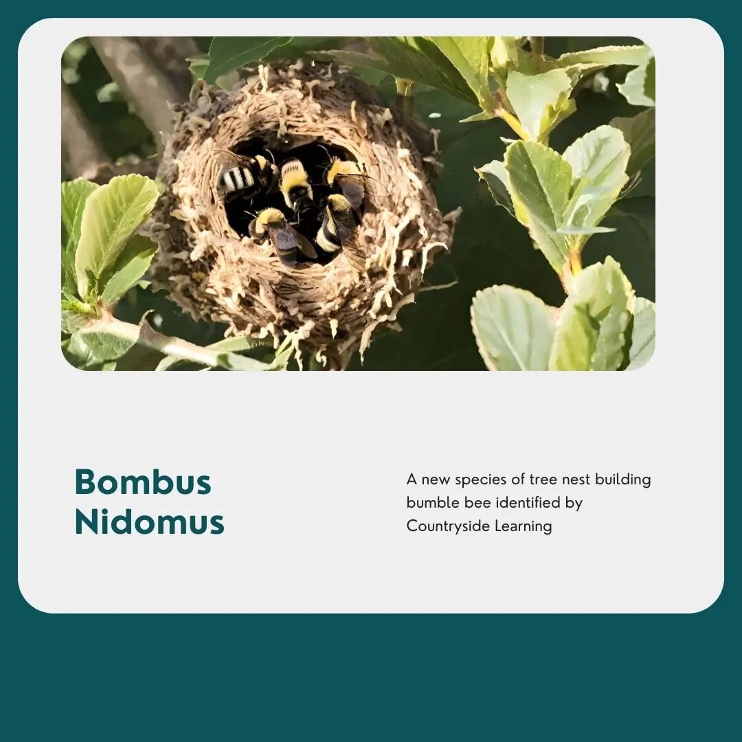 We've been keeping this one quiet until it was verified. A new species of bumble bee has been observed at our Ledston Estate. This bee is small but mighty, and has been seen carrying twigs over long distances. It weaves the twigs into complex nest st