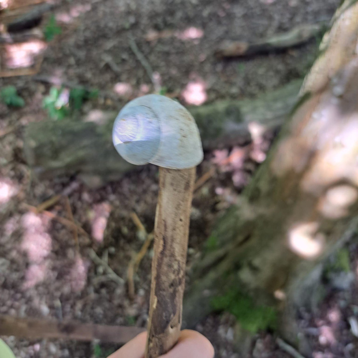 Beautiful day on the @woodhallestate today. This old snail shell became a marshmallow on a stick ready to be toasted on the pretend fire. #outdoorlearning