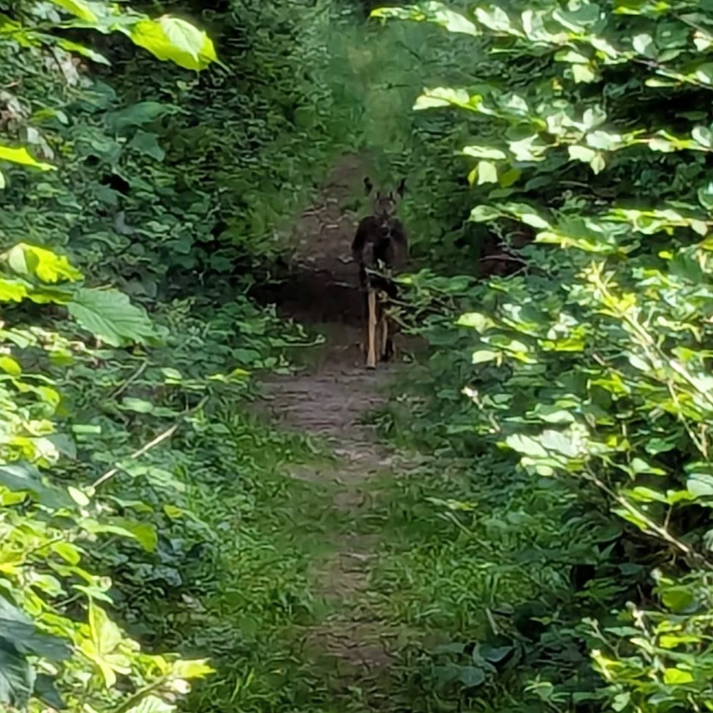 A wonderful welcome at Ledston this morning. A Roe deer and fawn walking towards me along the path. Staying very silly it took them a while to notice me.

#deer #wildlife #outdooreducation #britishwildlife