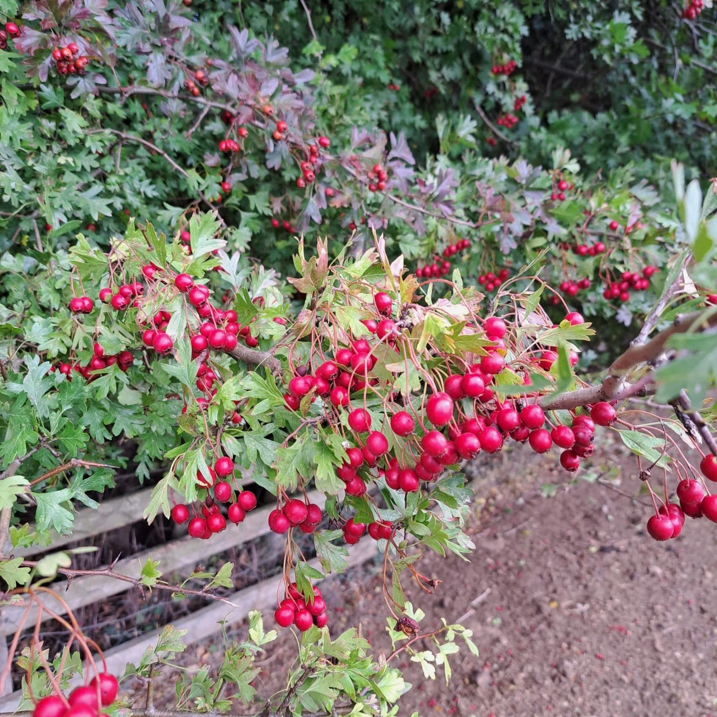 Fruits of the Forest 4 Ledston #outdoorlearning #autumn