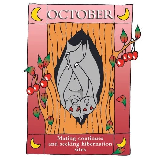 Mating takes place in the autumn, just before hibernation, but the sperm does not fertilize the female's egg cells until the spring - this is called delayed implantation. Once the embryo starts to grow, its development depends on the weather and the 