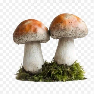 Cheers on International Mushroom Day! #mushrooms #fungi #mycelium