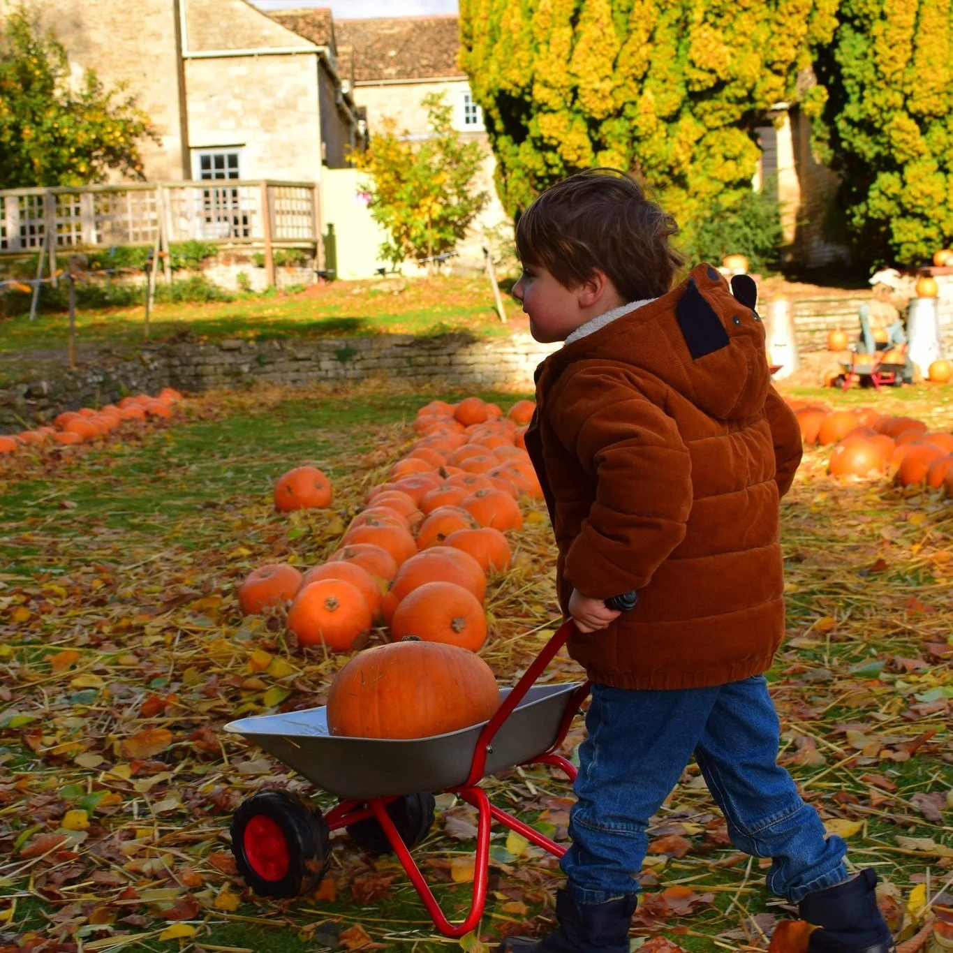 More pumpkins! Farms for Schools members @sacrewell Don't they look lovely! When I was a child, many moons ago, pumpkins were unknown in the UK. We used swedes instead and called them Turnip Heads. I had an American friend in primary school and went 