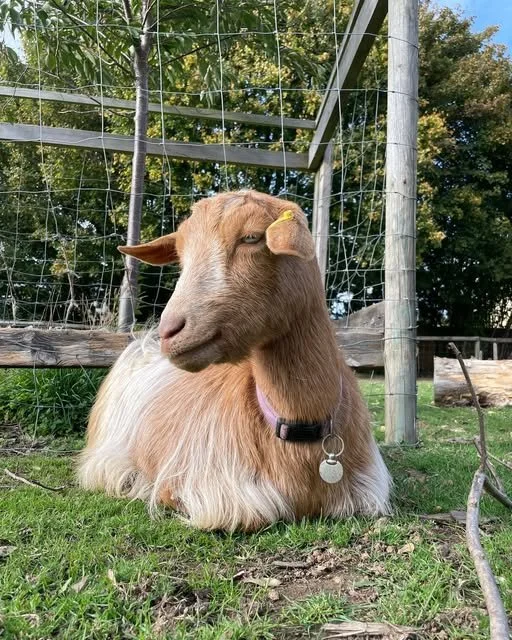 Very sensibly Farms for Schools members @southamptoncityfarm and Delilha the goat, have moved their halloween event forward to the afternoon as high winds are forecast for later in the day. This means their Halloween cafe and crafts will now be runni