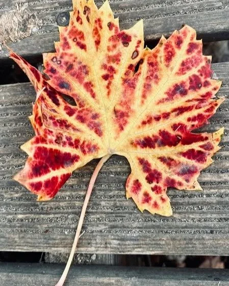 Look at these beautiful leaves to be found at Farms for Schools members @surreydocksfarm Nature is all around us. #farmvisit #outdoorlearning