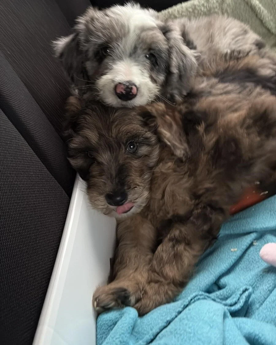 Meet the latest members of the Countryside Learning Crew. This is Neeps and Tattie, Bearded Collie crosses like Dill. #outdoorlearning #dogtherapy