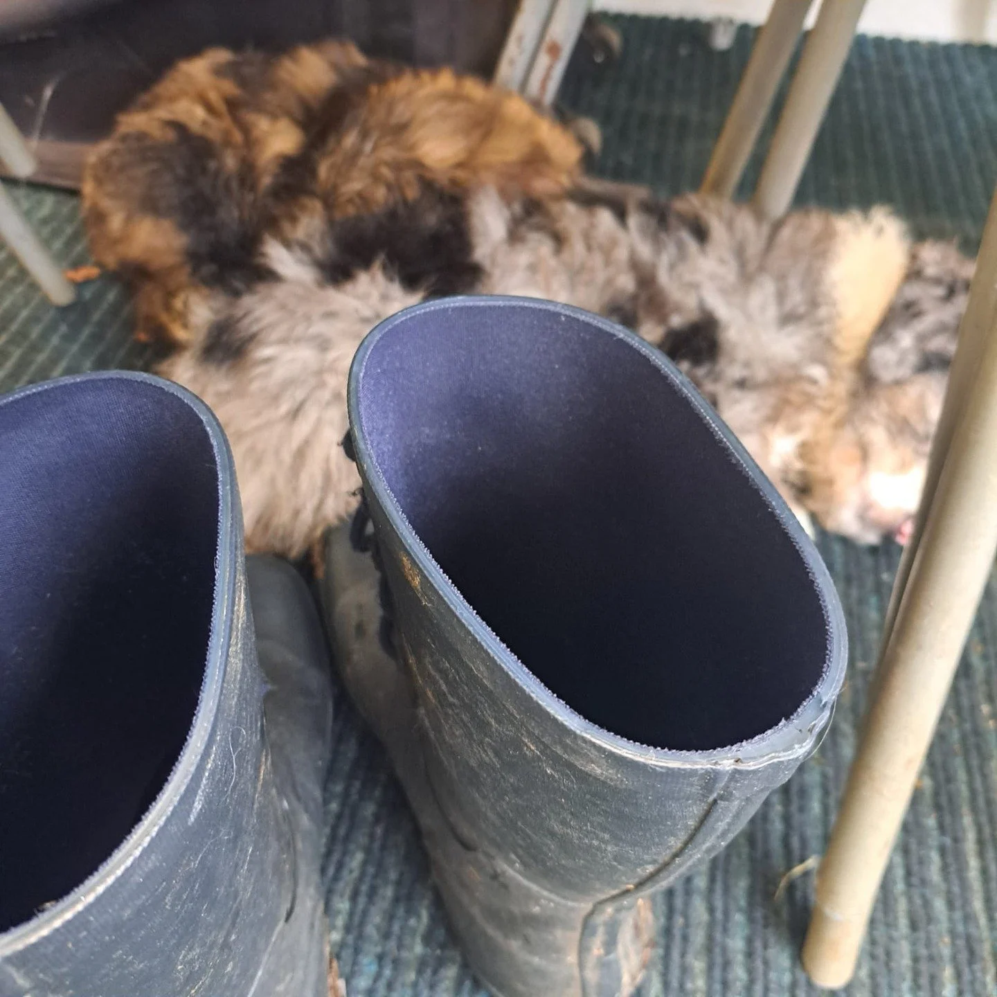 Pups first time at Ledston today. We have been on a walk spreading acorns and conkers for the children to find on their scavenger hunt. The puppies are now pooped, but will hopefully meet the children later. #outdoorlearning #therapydog