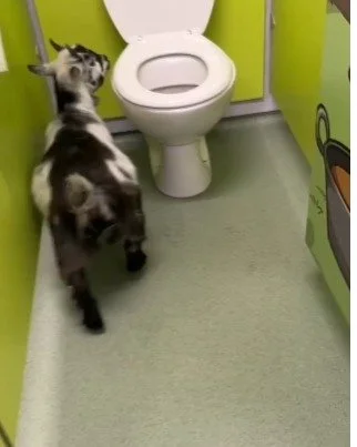 Farms for Schools members @whitehousefarmcentre Farm have a goat toilet attendant and very particular he is too! #farmvisit #outdoorlearning #Toiletcleaning
