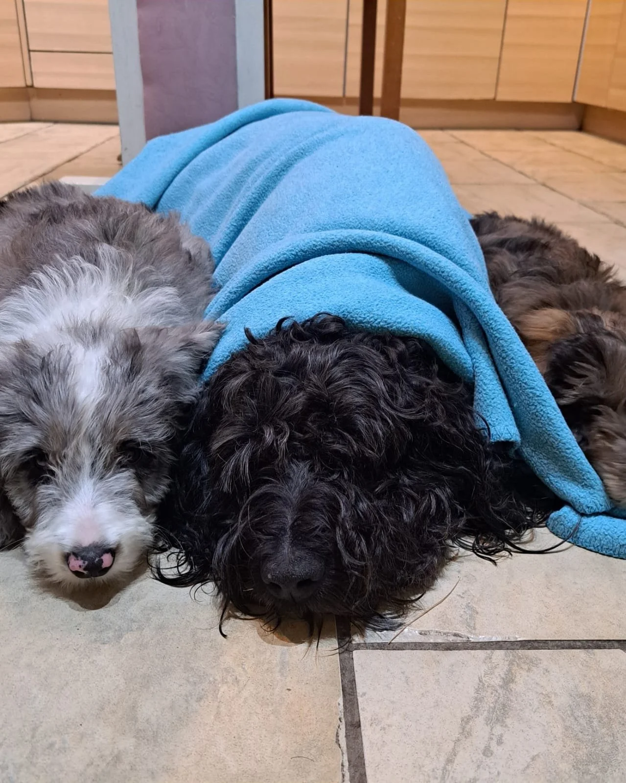 Grandad Dill has been briefing the pups on how to meet and greet the children. Dill has met and won over, thousands of children during his career with Countryside Learning. His are very big paws to fill pups. #outdoorlearning #dogtherapy