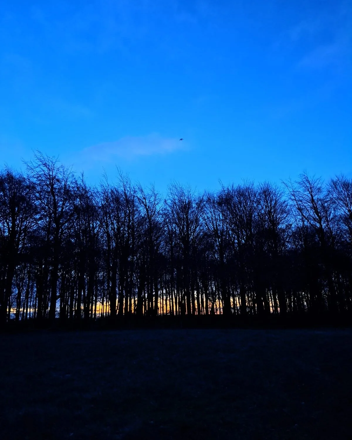 Dawn at Ledston this morning. #outdoorlearning