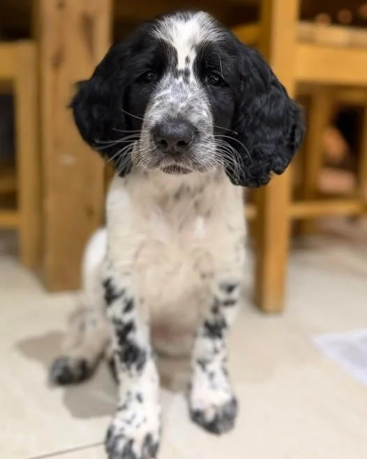 Farms for Schools members @westlodgefarmpark have a new staff member🐾 who will be excited to meet all visitors soon. Like the latest dog additions to Countryside Learning, he is a Scot. #outdoorlearning #farmvisit #mentalhealth