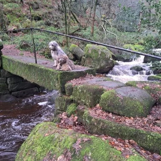 We are still beavering away behind the scenes, booking schools; looking at new venues; organising exhibitors for what is going to be another busy year. It even felt a bit like spring yesterday, very briefly! Neeps and Tattie are attending puppy train