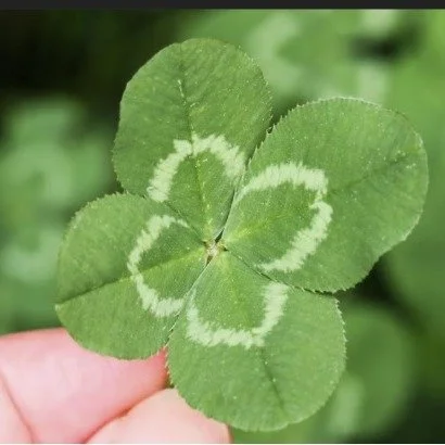 Happy St Patrick's Day. Feel lucky? The four-leaf clover&rsquo;s rarity, historical folklore, and symbolic meanings all contribute to its reputation as a lucky charm, making it a unique and enduring symbol of good fortune. Always a good thing to keep