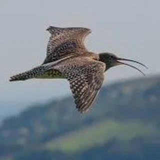 Nature is telling us that spring is on the way, the incredible, interesting and never disappointing circle of life trundles on, accepting and trying to adapt to whatever we humans may throw at it. 
I live near the moors where the wading Curlews come 