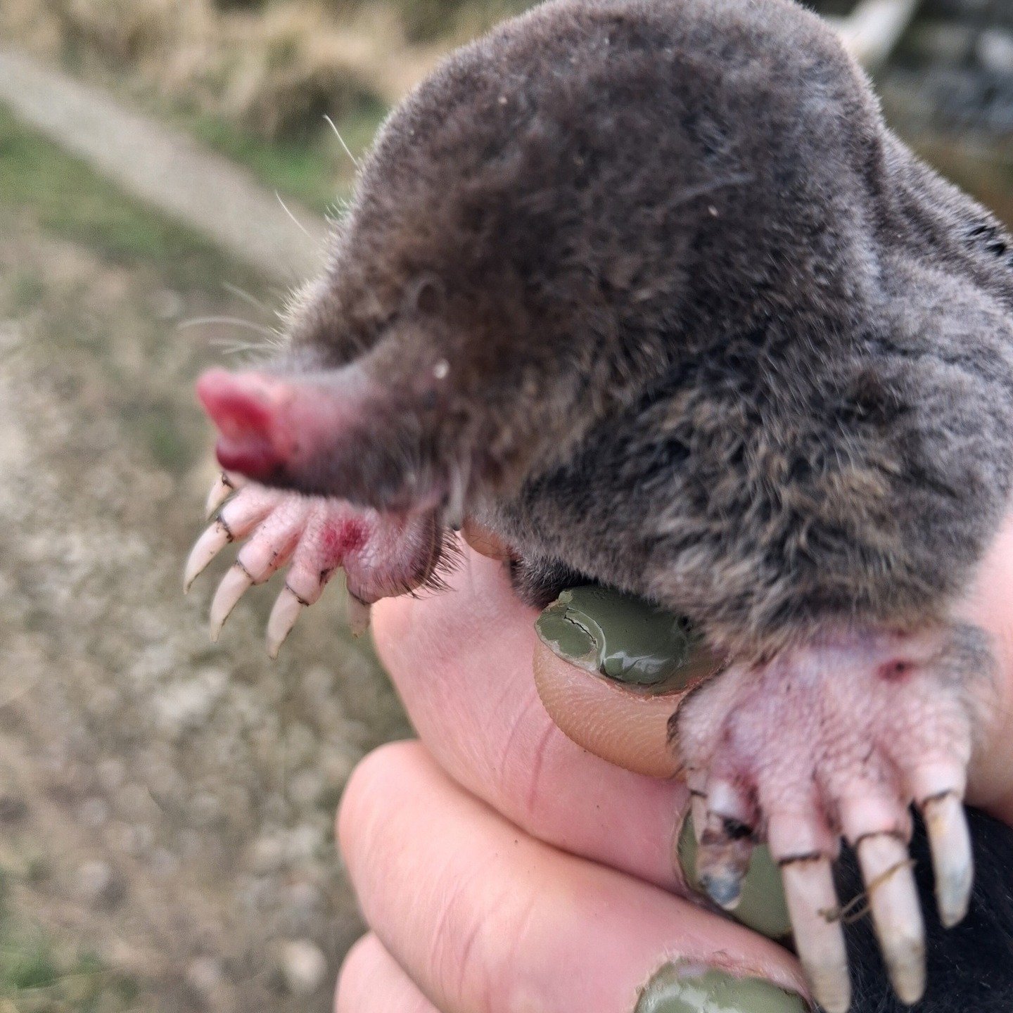 Just come across this little chap on a walk. Puppies were intrigued. Great to see those fantastic digging feet and claws close up #mole #molehill