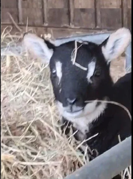 Its all happening at Farms for Schools members Court Farm Country Park, get down there as the sun shines with the kids to see the kids. #farmvisit #outdoorlearning #goats