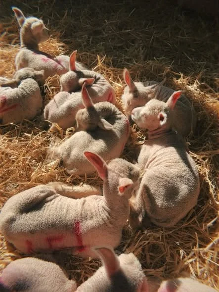 Farms for Schools members @coombes_farm have wall to wall lambs, seen here sunning themselves and a great tractor ride. Visit them while the sun shines! #farmvisit #outdoorlearning #lambs